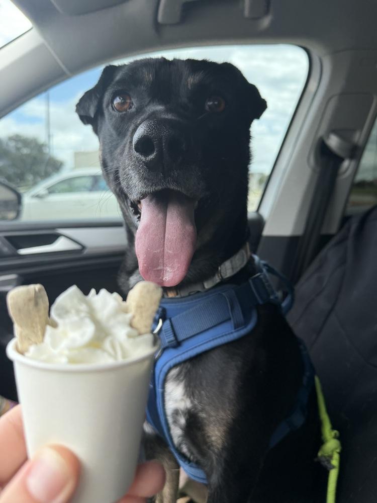 Kylo, Adoptable, Adult Male Australian Cattle Dog / Blue Heeler & Labrador Retriever.