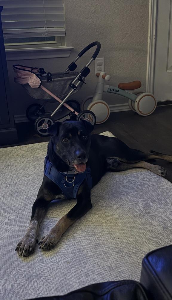 Kylo, Adoptable, Adult Male Australian Cattle Dog / Blue Heeler & Rottweiler.