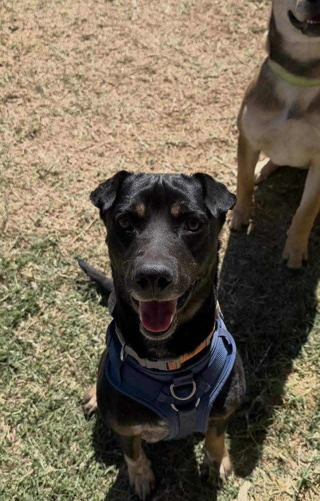 Enlarge Kylo, a Adoptable mixed breed in Denver, CO image 2/6