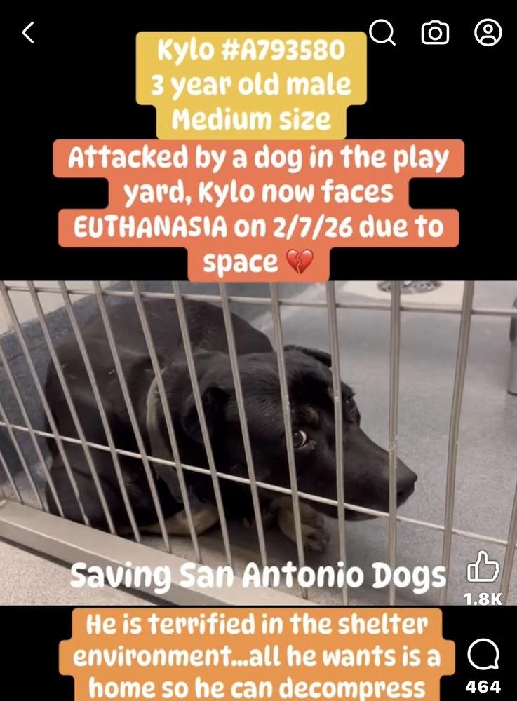 Enlarge Kylo, a Adoptable mixed breed in Denver, CO image 3/6