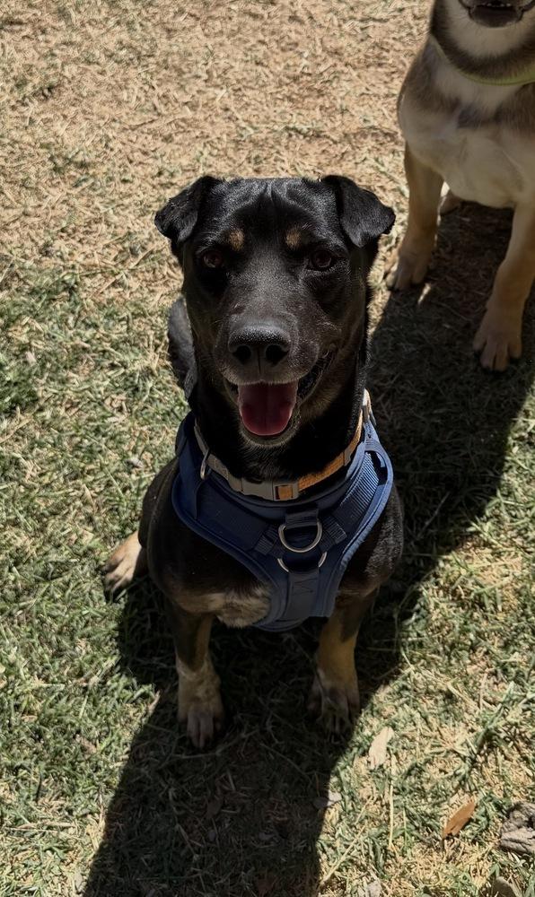 Enlarge Kylo, a Adoptable mixed breed in Denver, CO image 4/6