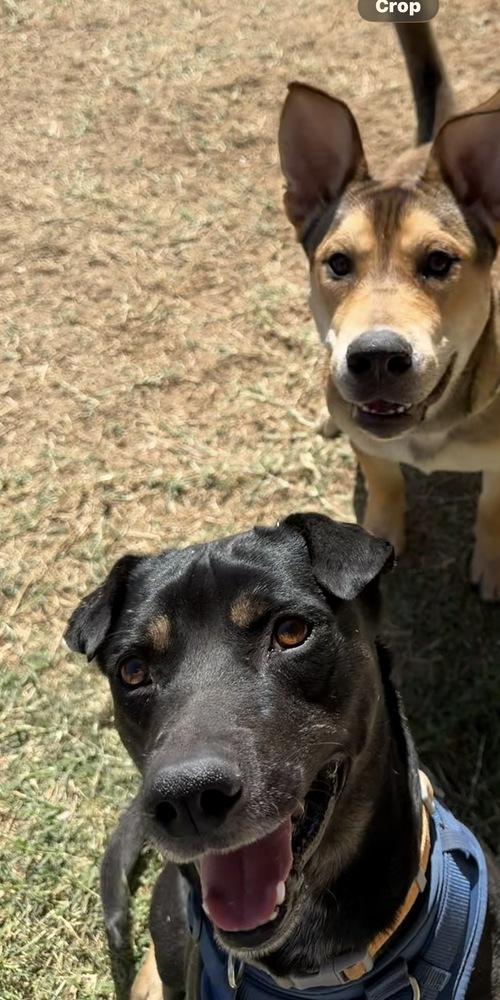 Enlarge Kylo, a Adoptable mixed breed in Denver, CO image 5/6