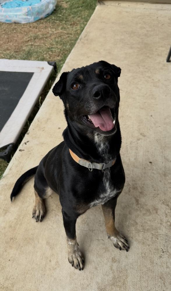 Enlarge Kylo, a Adoptable mixed breed in Denver, CO image 6/6