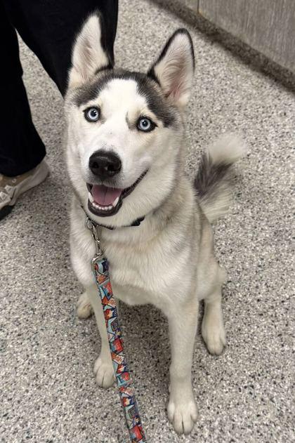 Una, Adoptable, Young Female Siberian Husky & Mixed Breed.