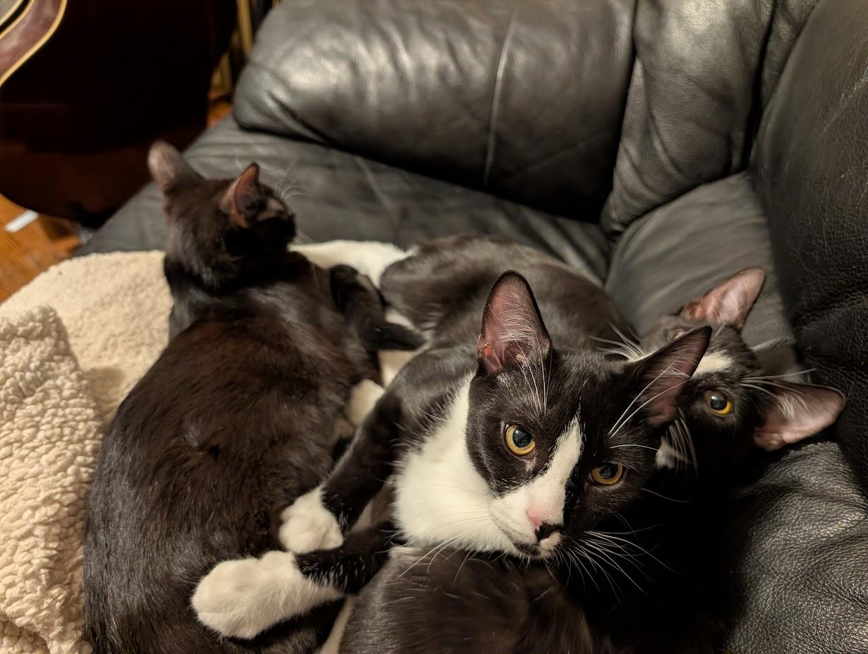 Turnip, an adopted Domestic Short Hair in Nottingham, MD image 4/4