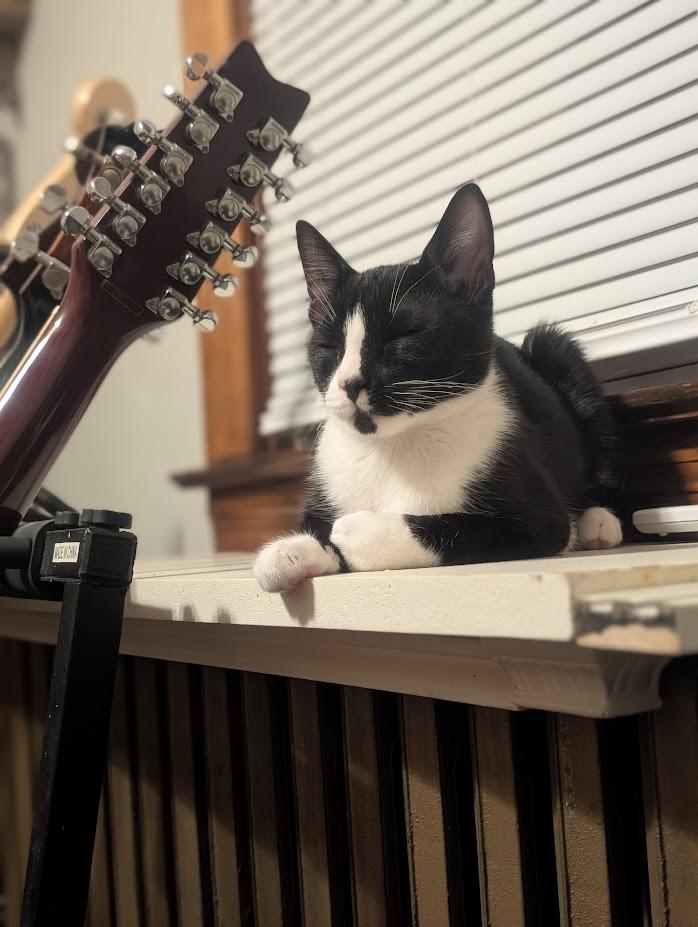 Turnip, an adopted Domestic Short Hair in Nottingham, MD image 1/4