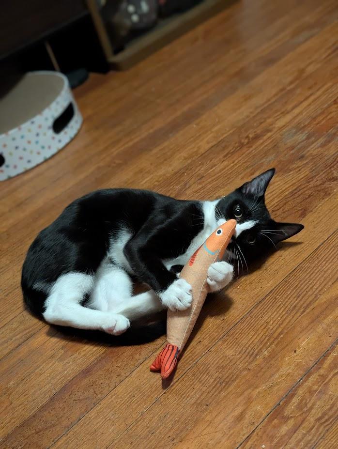 Turnip, an adopted Domestic Short Hair in Nottingham, MD image 2/4