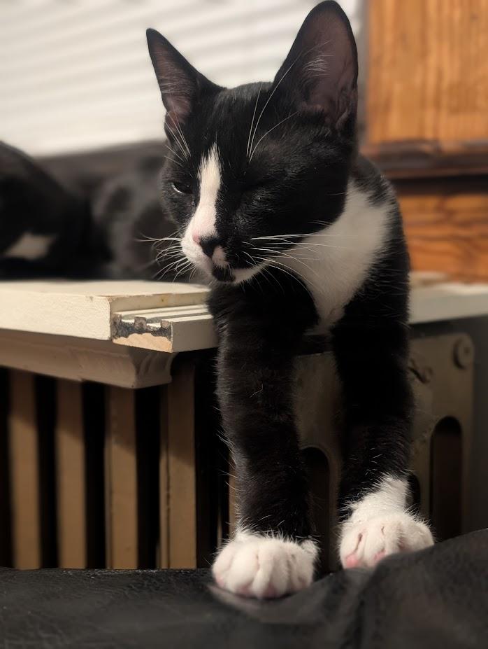 Turnip, an adopted Domestic Short Hair in Nottingham, MD image 3/4