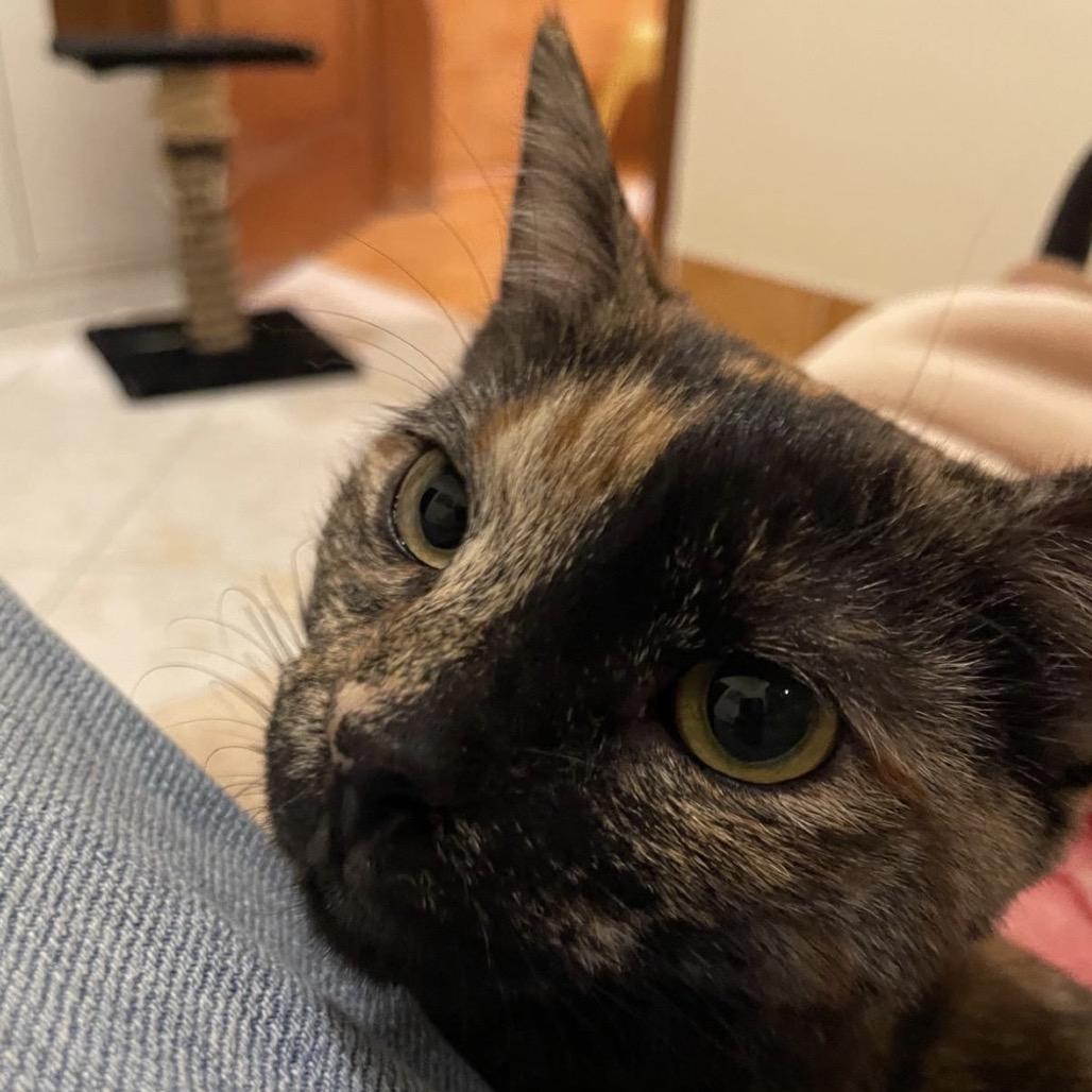 Gina, a Adoptable Domestic Short Hair in Miami, FL image 1/6