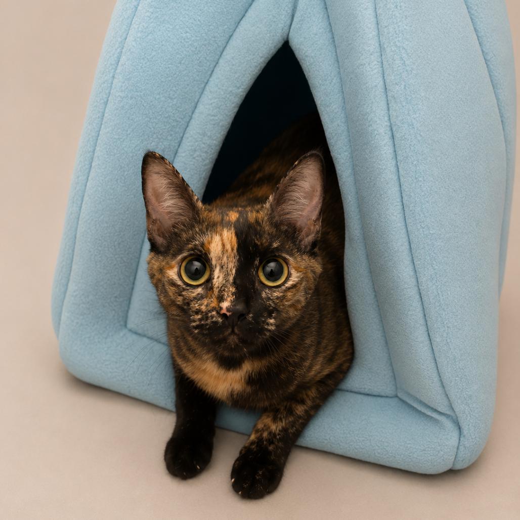 Gina, a Adoptable Domestic Short Hair in Miami, FL image 2/6