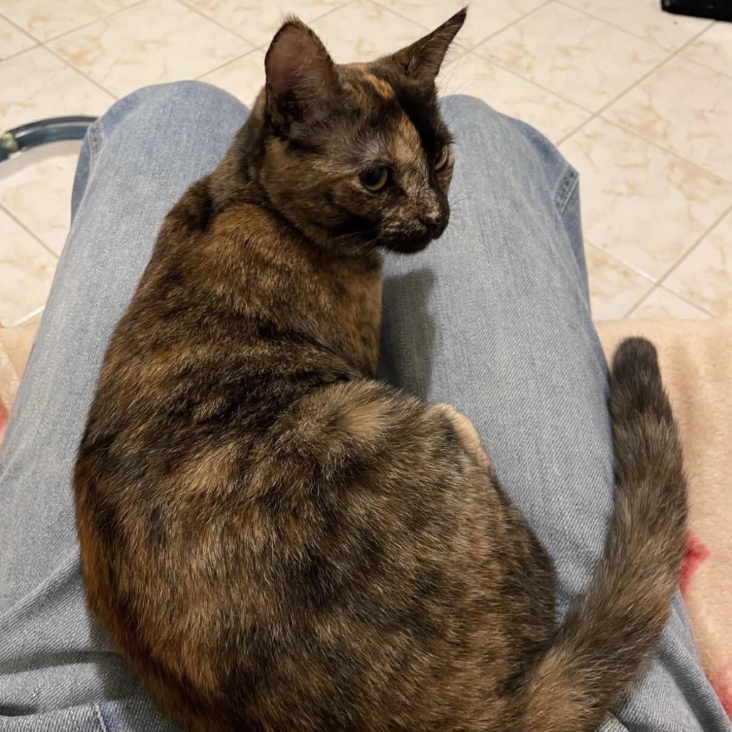 Gina, a Adoptable Domestic Short Hair in Miami, FL image 3/6