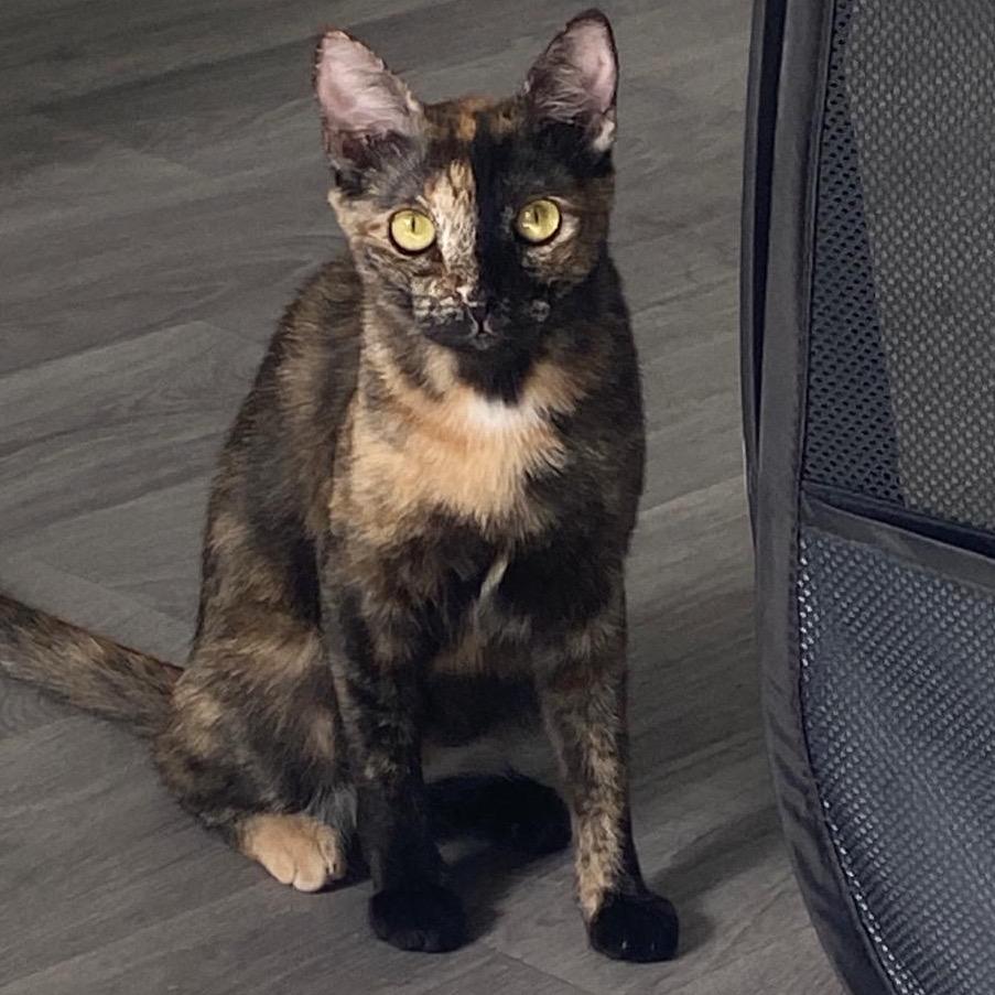 Gina, a Adoptable Domestic Short Hair in Miami, FL image 4/6