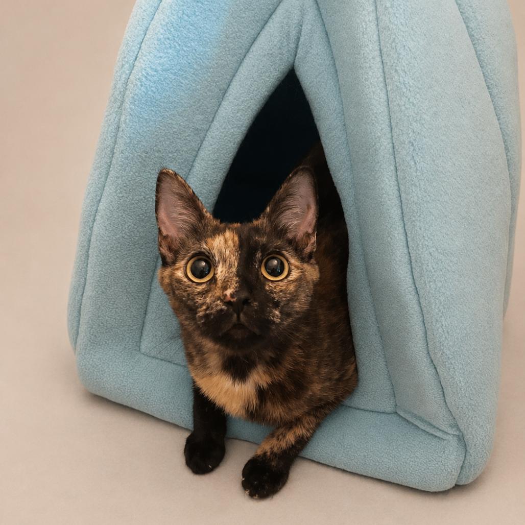 Gina, a Adoptable Domestic Short Hair in Miami, FL image 5/6