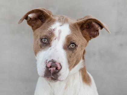 Chipper — thumbnail 2