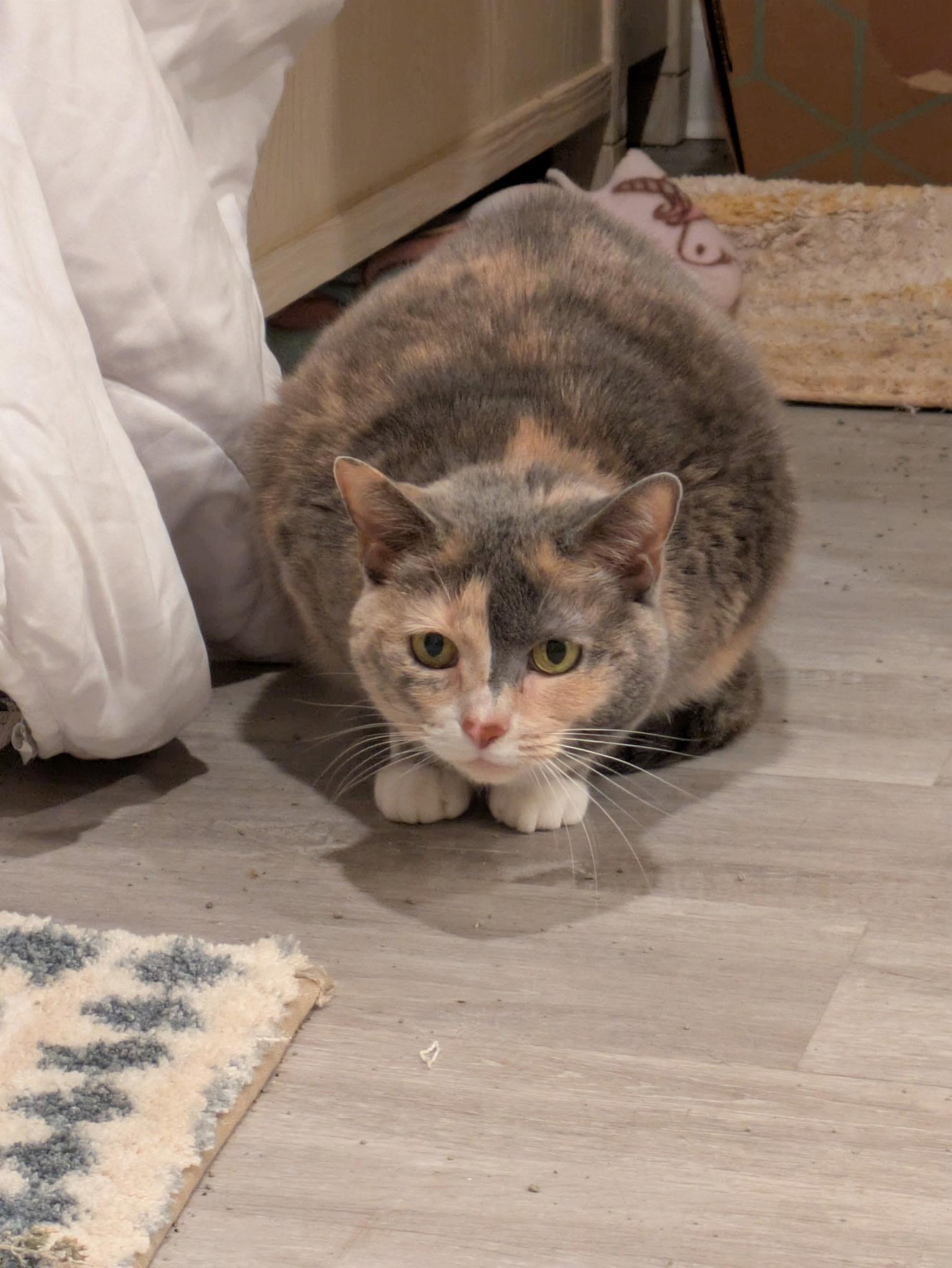 Enlarge Hannah Montana, a Adoptable Domestic Short Hair in Groveland, MA image 6/6