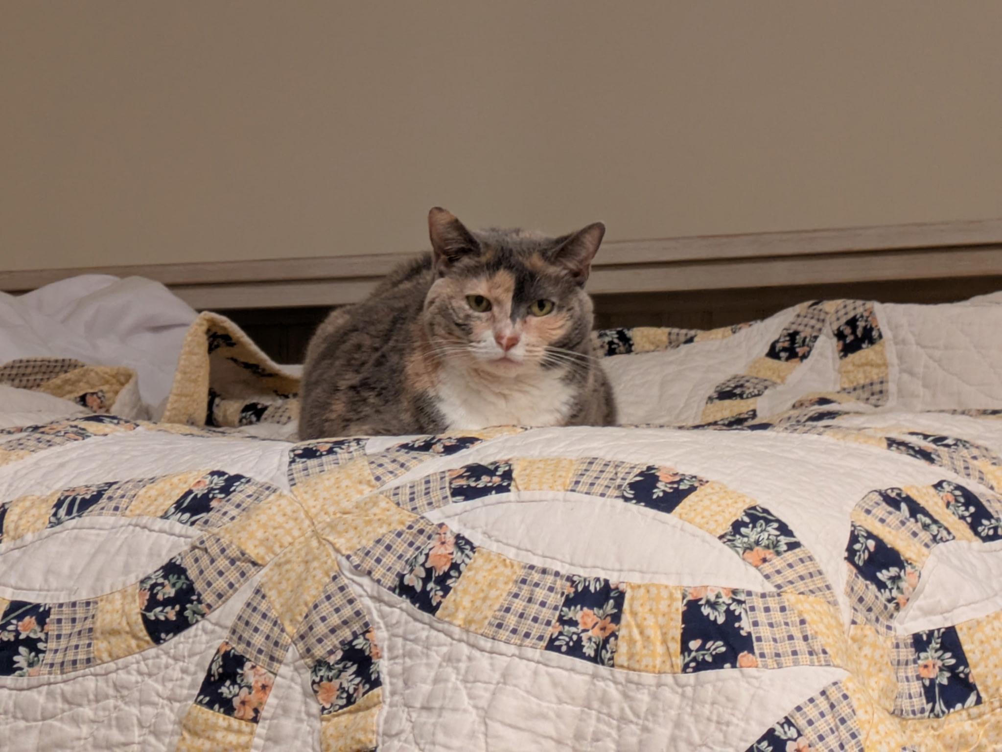 Enlarge Hannah Montana, a Adoptable Domestic Short Hair in Groveland, MA image 1/6