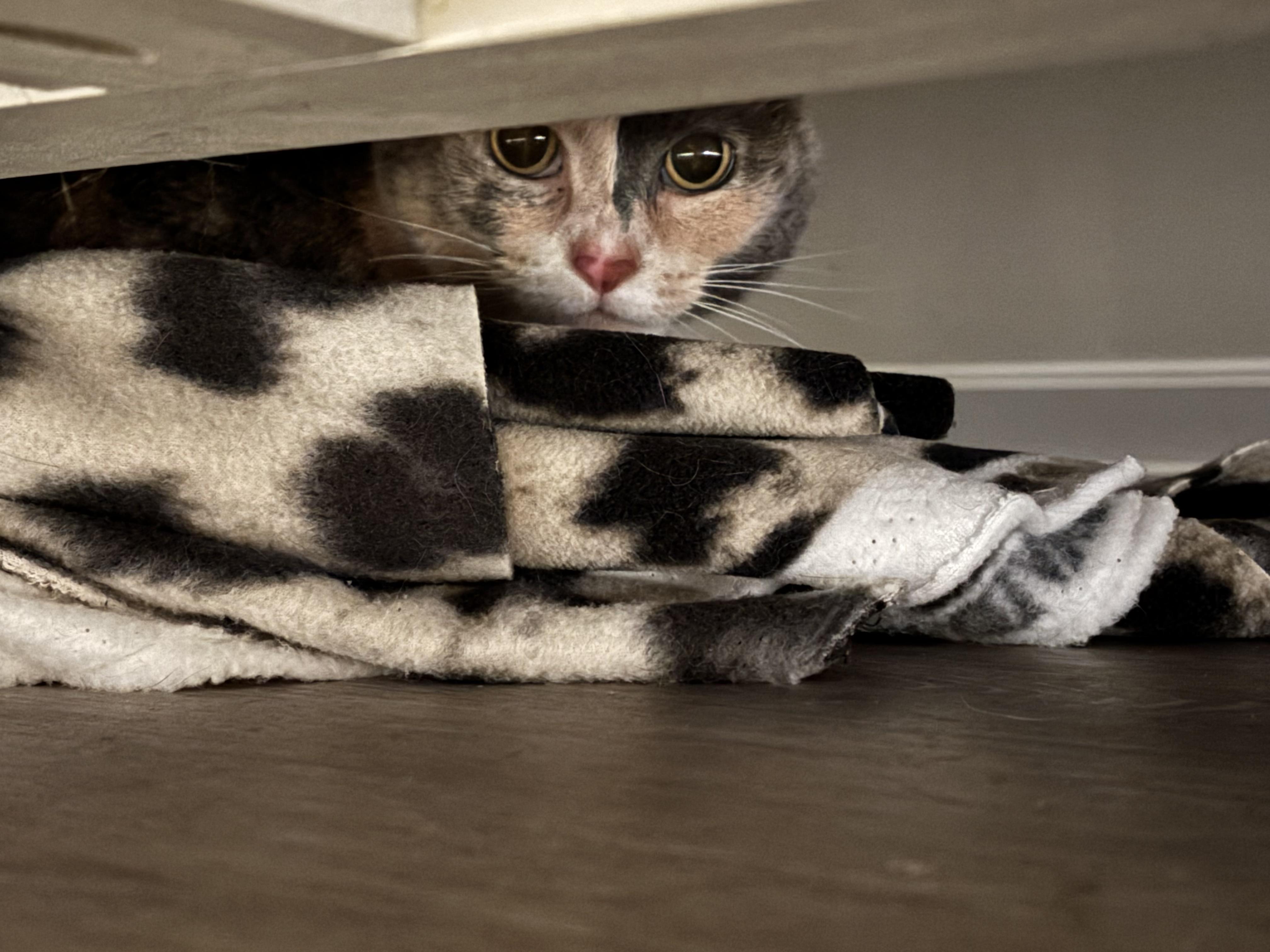 Enlarge Hannah Montana, a Adoptable Domestic Short Hair in Groveland, MA image 4/6