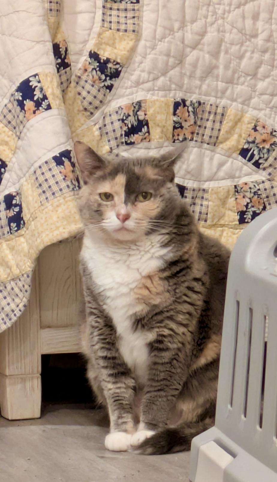 Enlarge Hannah Montana, a Adoptable Domestic Short Hair in Groveland, MA image 2/6