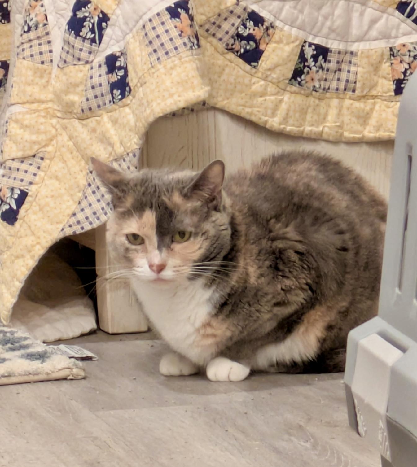 Enlarge Hannah Montana, a Adoptable Domestic Short Hair in Groveland, MA image 3/6