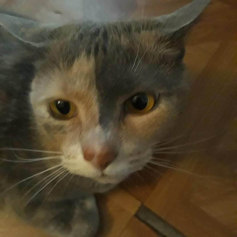 Enlarge Hannah Montana, a Adoptable Domestic Short Hair in Groveland, MA image 5/6