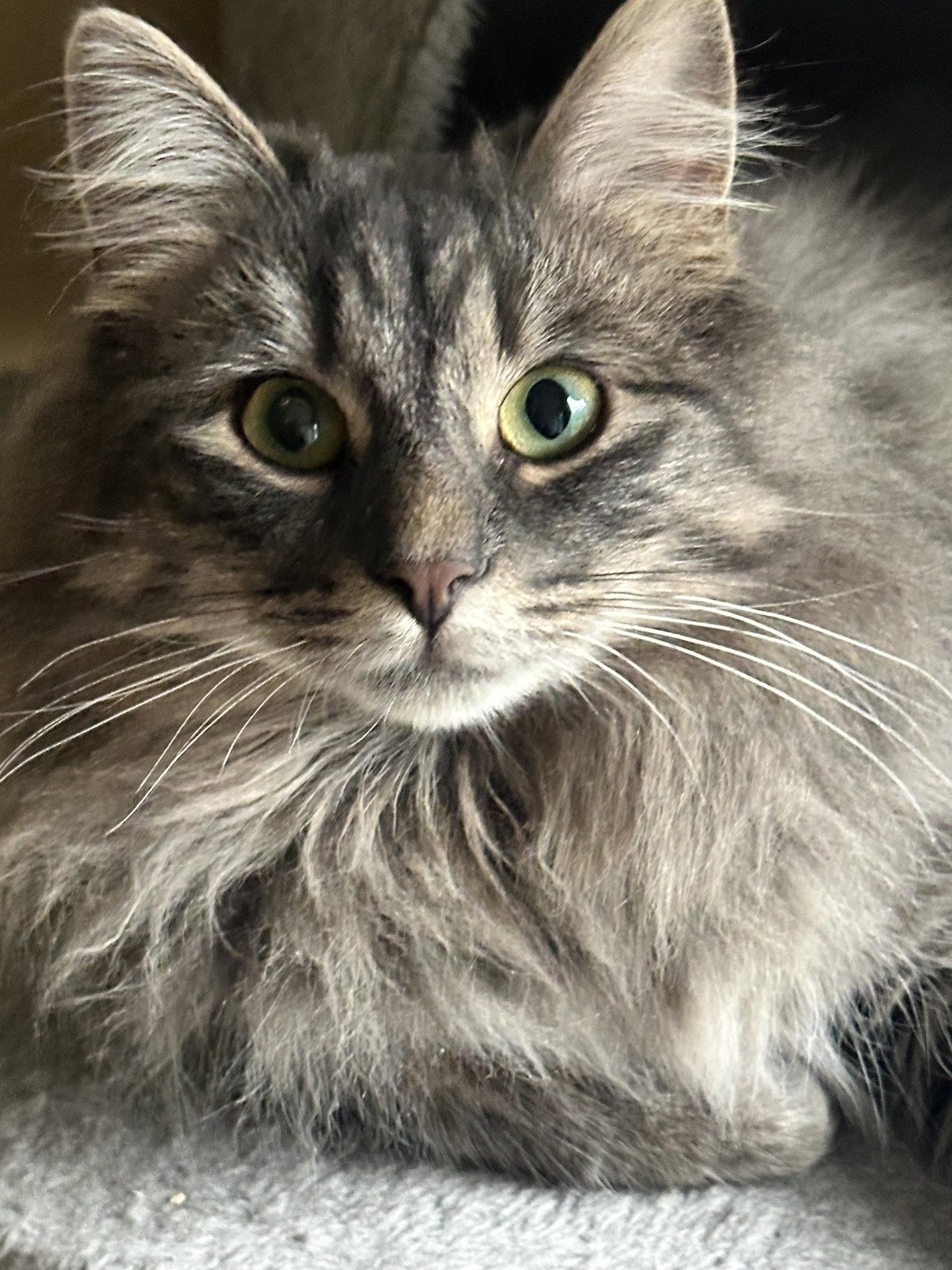 Enlarge Gracie W/Sophie, a Adopted Domestic Long Hair in Stewartsville, NJ image 1/2