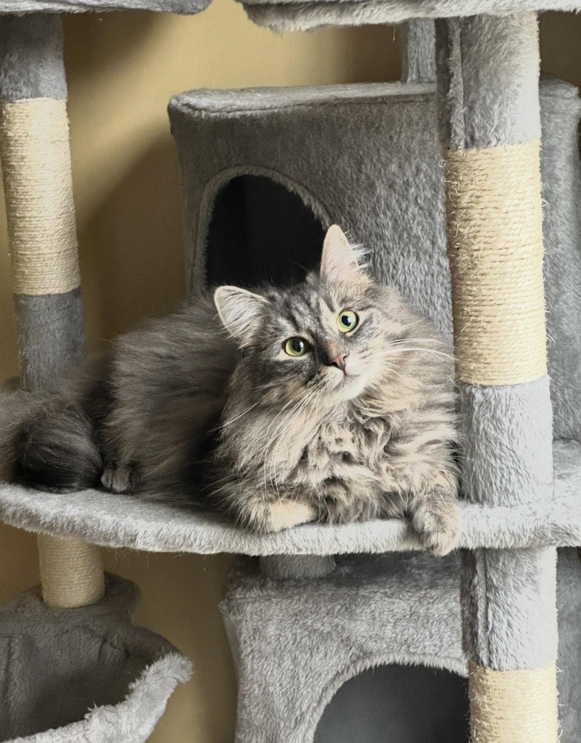 Enlarge Gracie W/Sophie, a Adopted Domestic Long Hair in Stewartsville, NJ image 2/2
