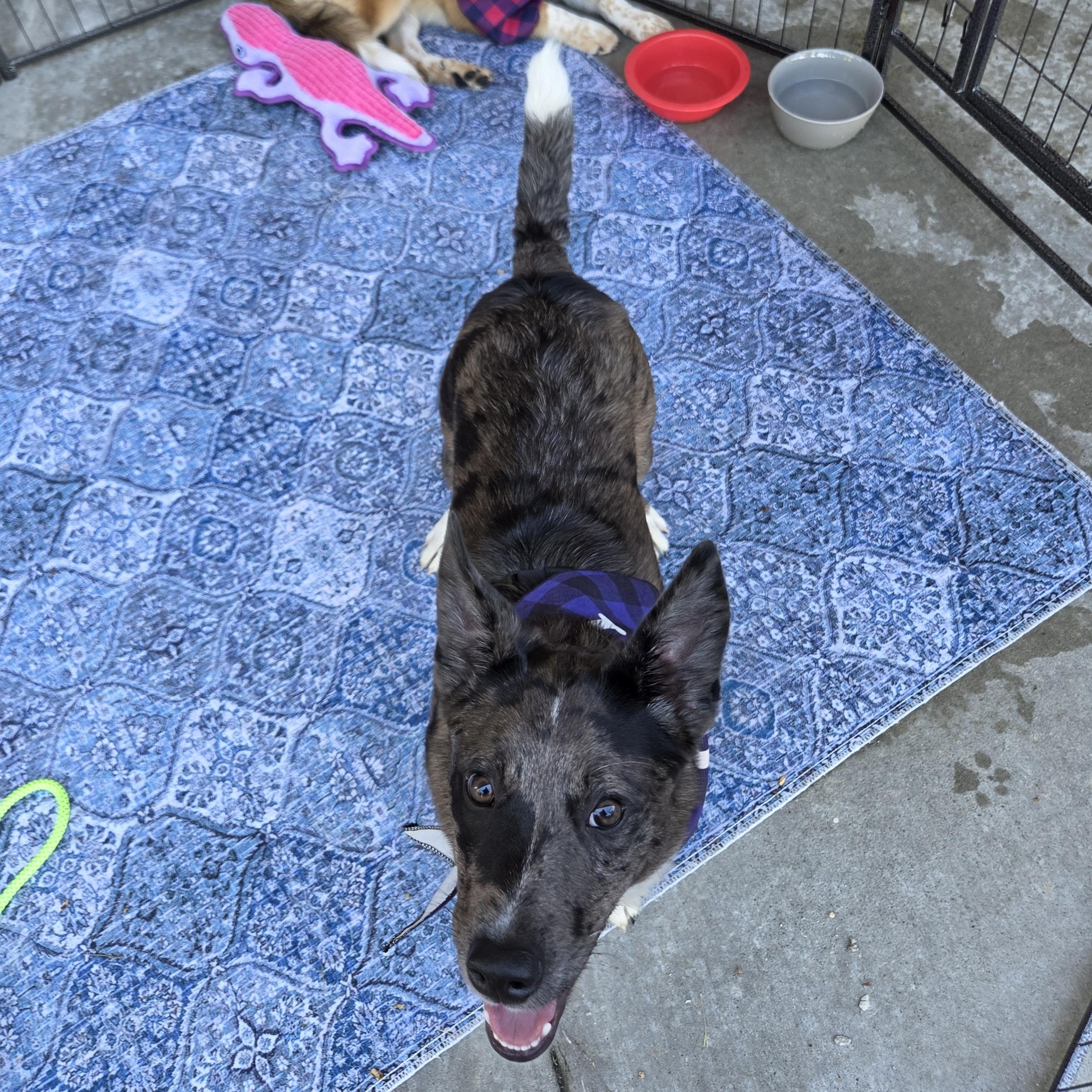 Enlarge Johnny Ringo, a ADOPTABLE mixed breed in Olathe, KS image 6/6