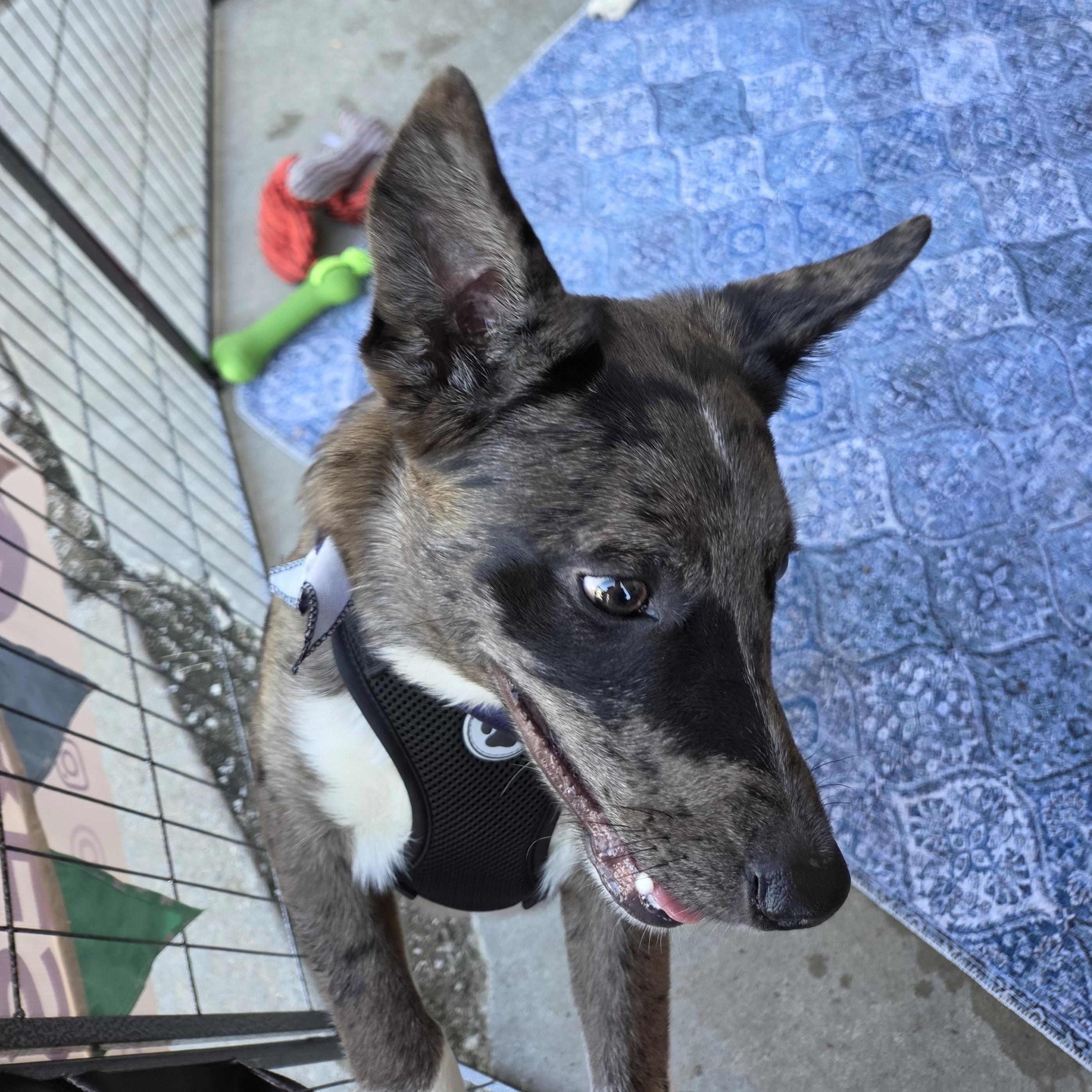 Enlarge Johnny Ringo, a ADOPTABLE mixed breed in Olathe, KS image 5/6