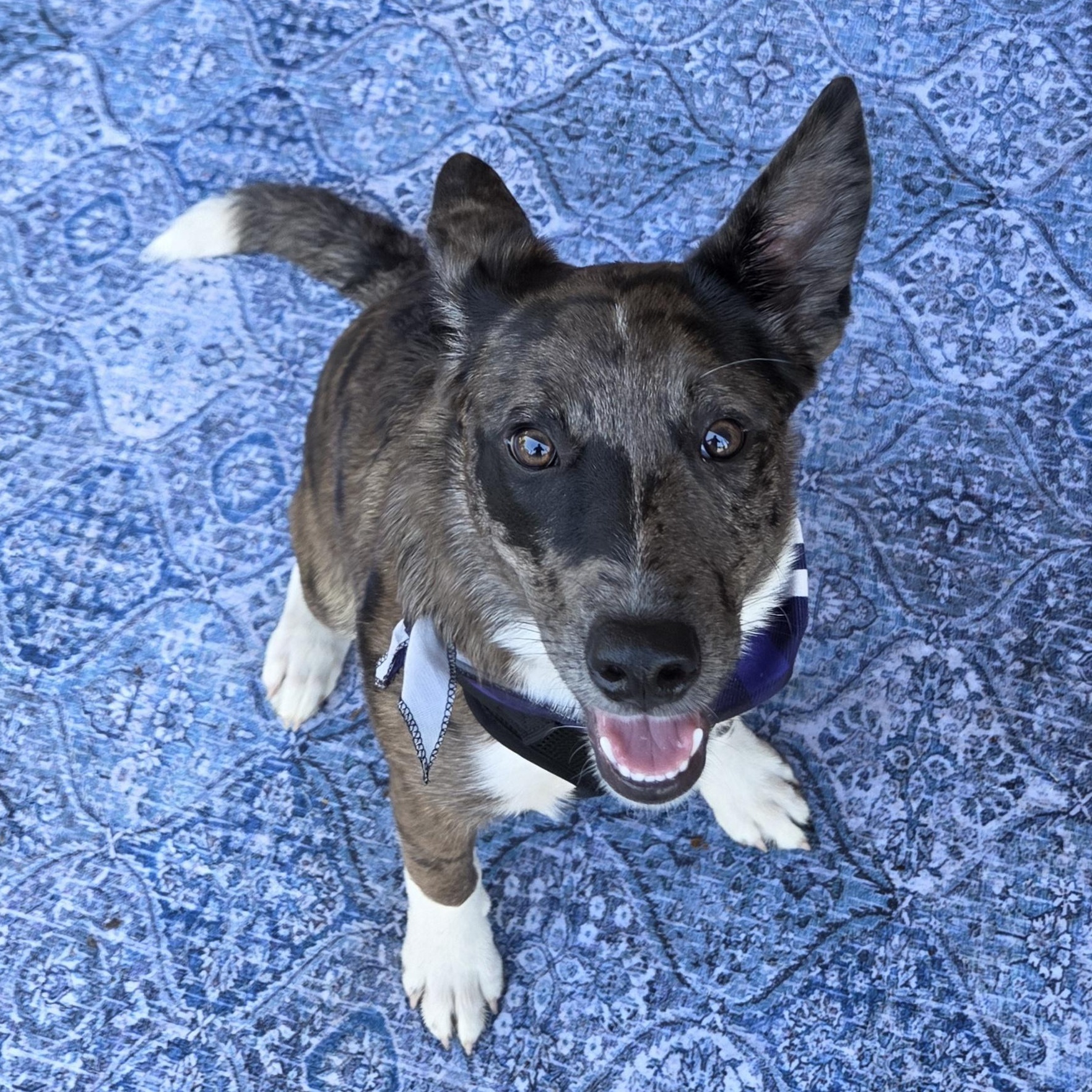 Enlarge Johnny Ringo, a ADOPTABLE mixed breed in Olathe, KS image 4/6