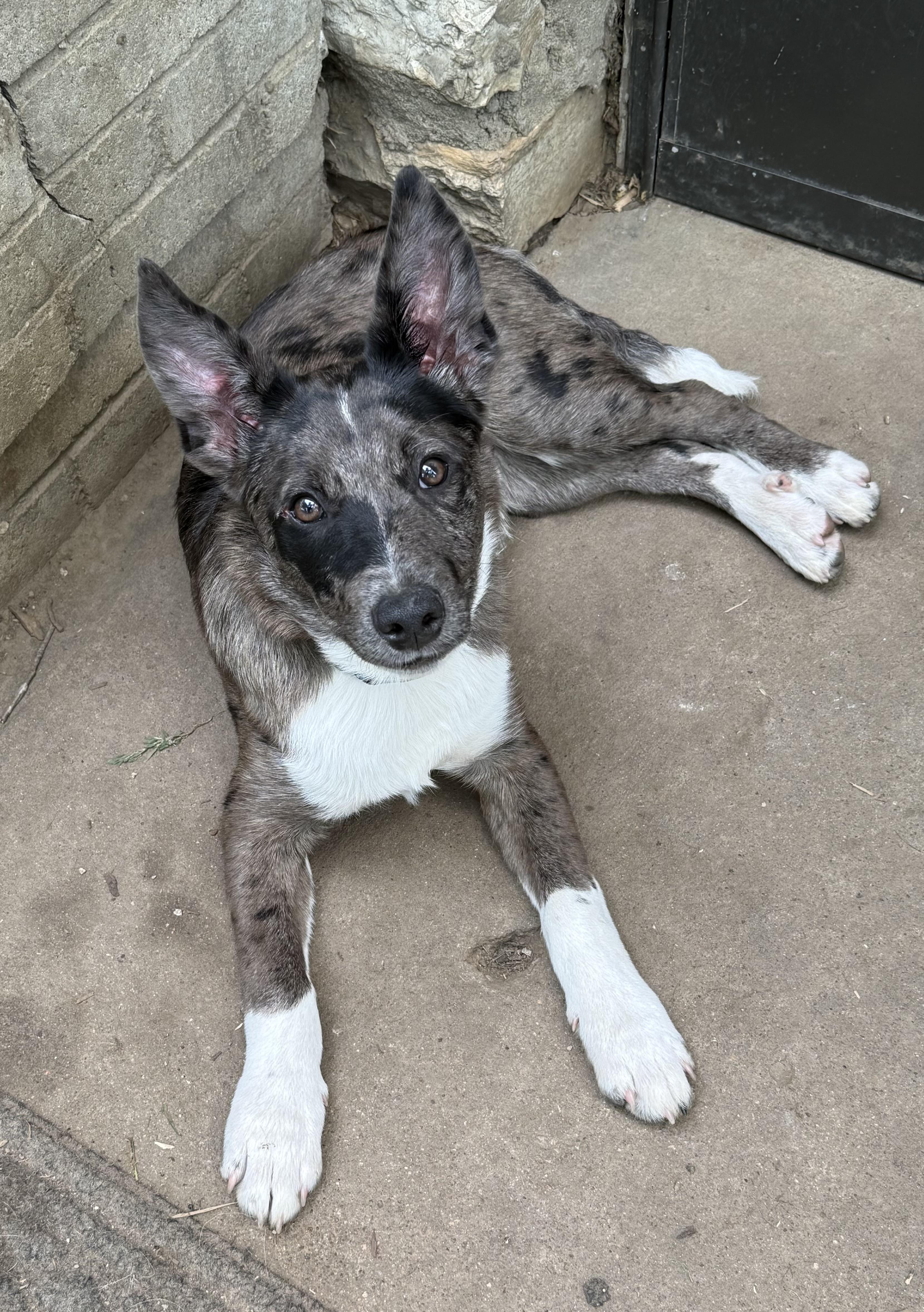 Enlarge Johnny Ringo, a ADOPTABLE mixed breed in Olathe, KS image 2/6