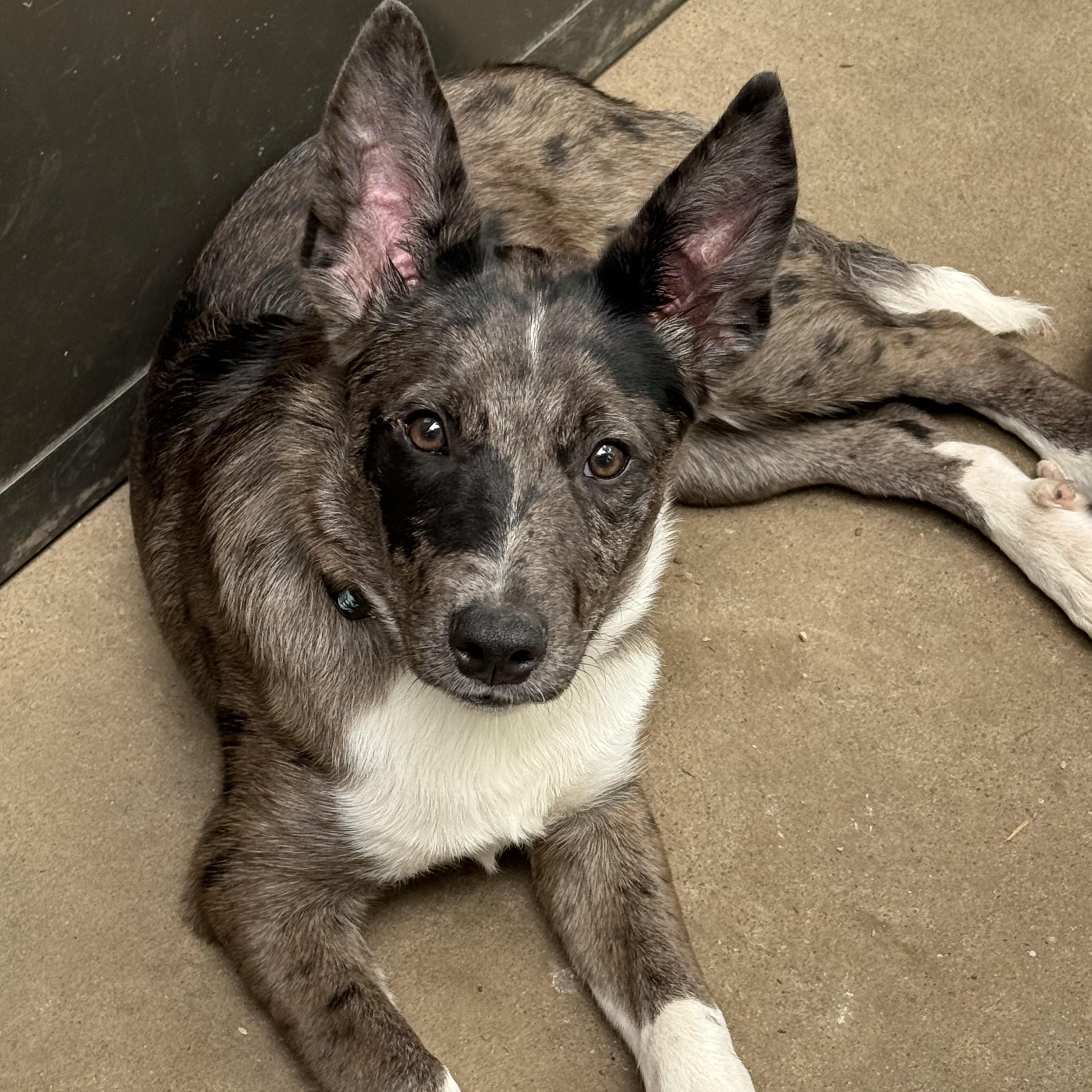 Enlarge Johnny Ringo, a ADOPTABLE mixed breed in Olathe, KS image 1/6