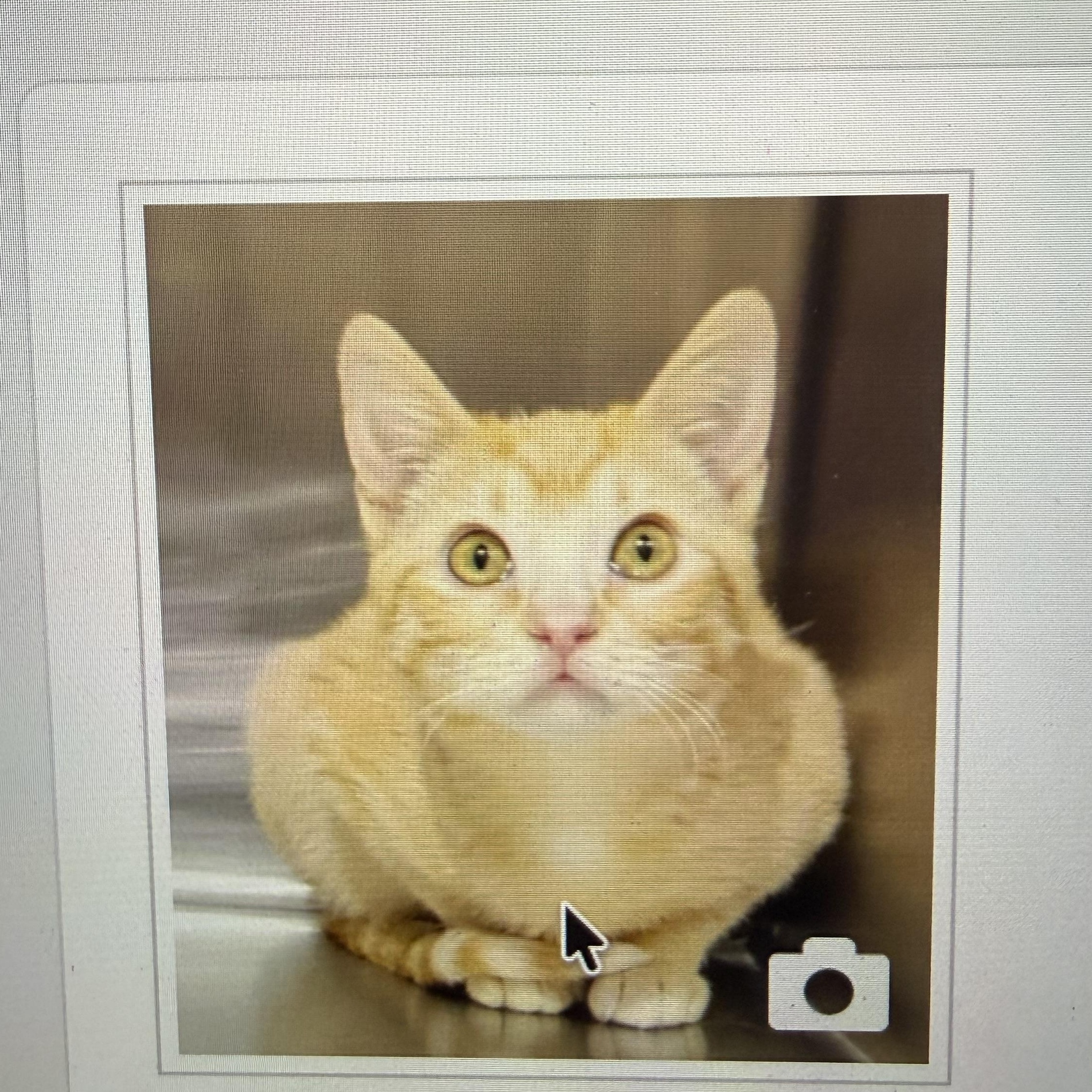 Sommer, ADOPTABLE, Young Female Domestic Short Hair.