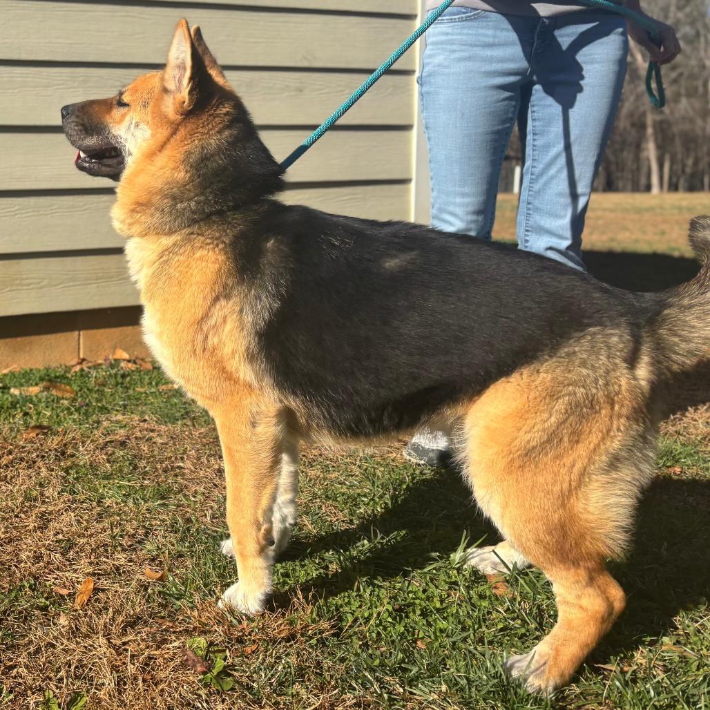 Ari, a Adoptable mixed breed in Mebane, NC image 2/4
