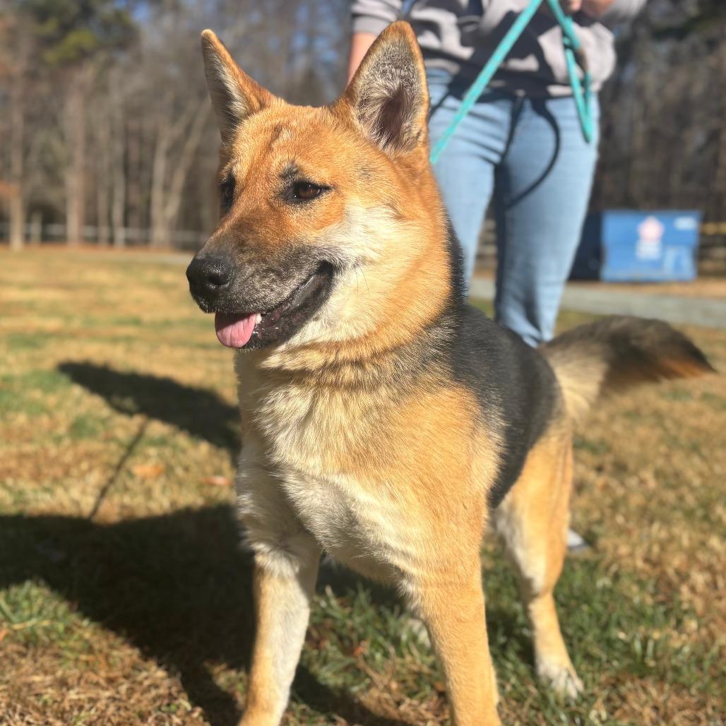 Ari, a Adoptable mixed breed in Mebane, NC image 3/4