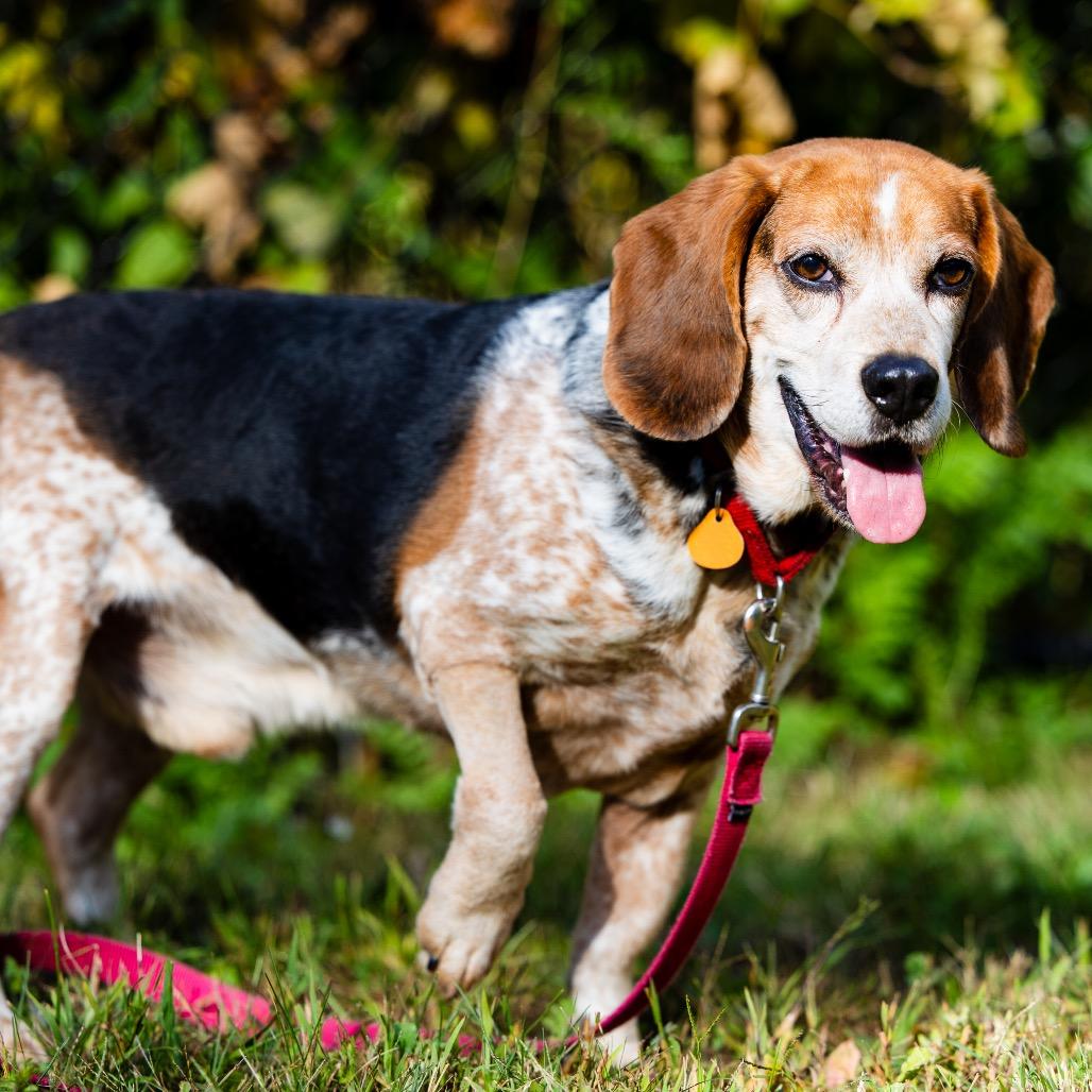 Doc, Adoptable, Senior Male Beagle.