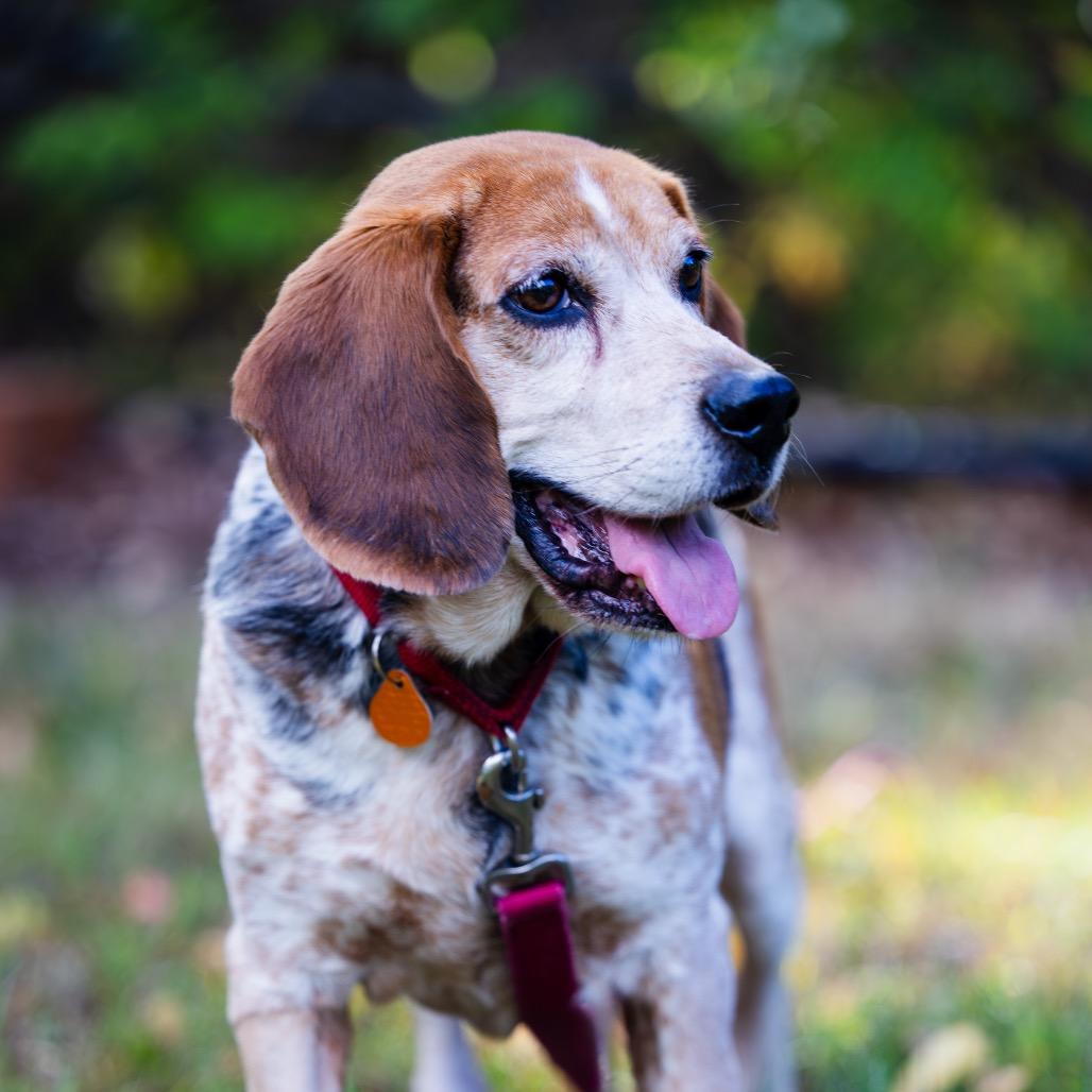 Enlarge Doc, a Adoptable Beagle in Scituate, MA image 2/3