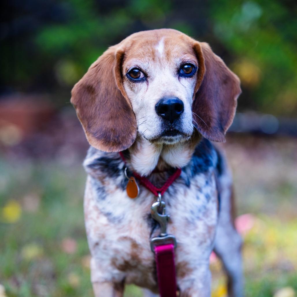 Enlarge Doc, a Adoptable Beagle in Scituate, MA image 3/3