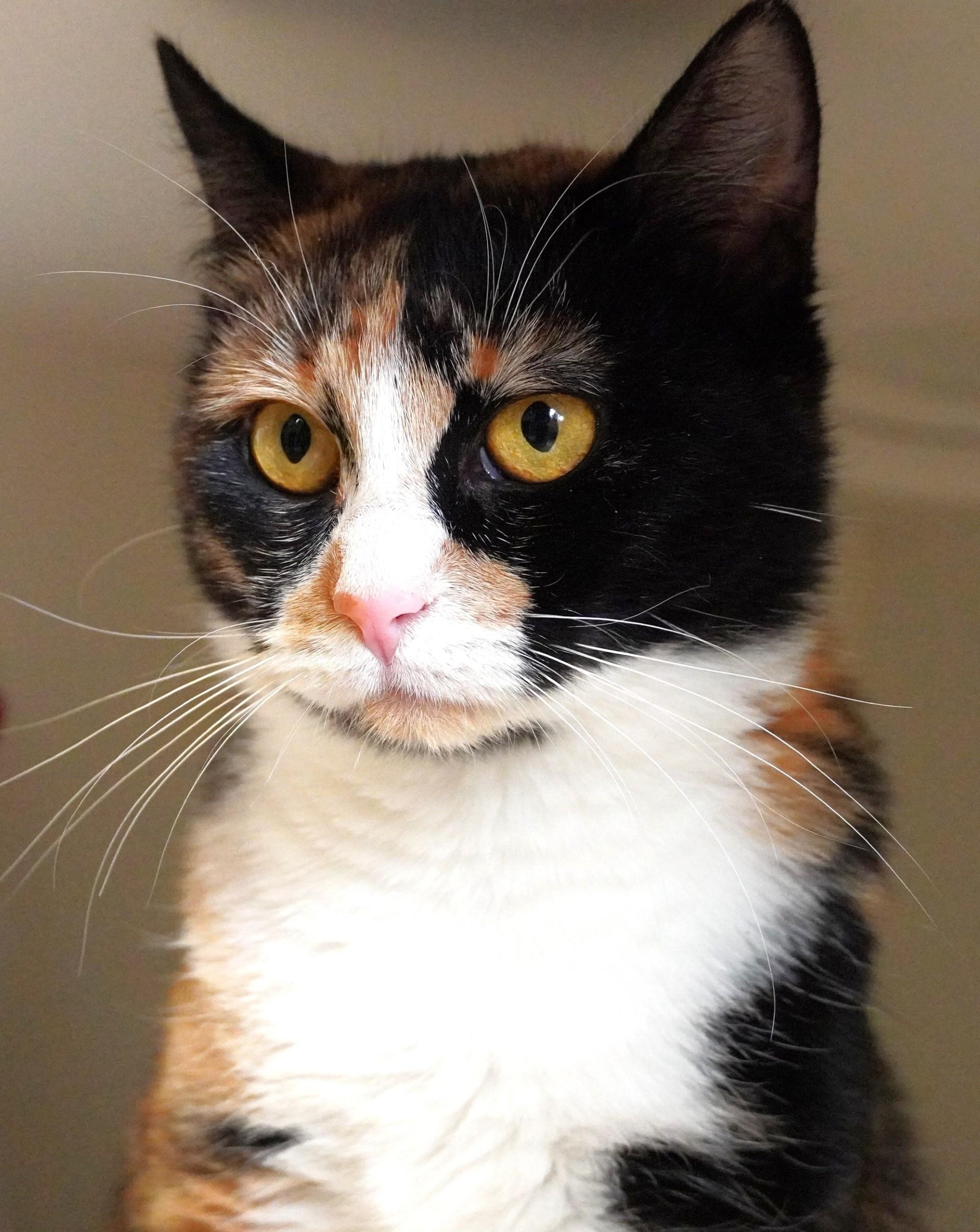 Mari, a Adoptable mixed breed in Grants Pass, OR image 6/6