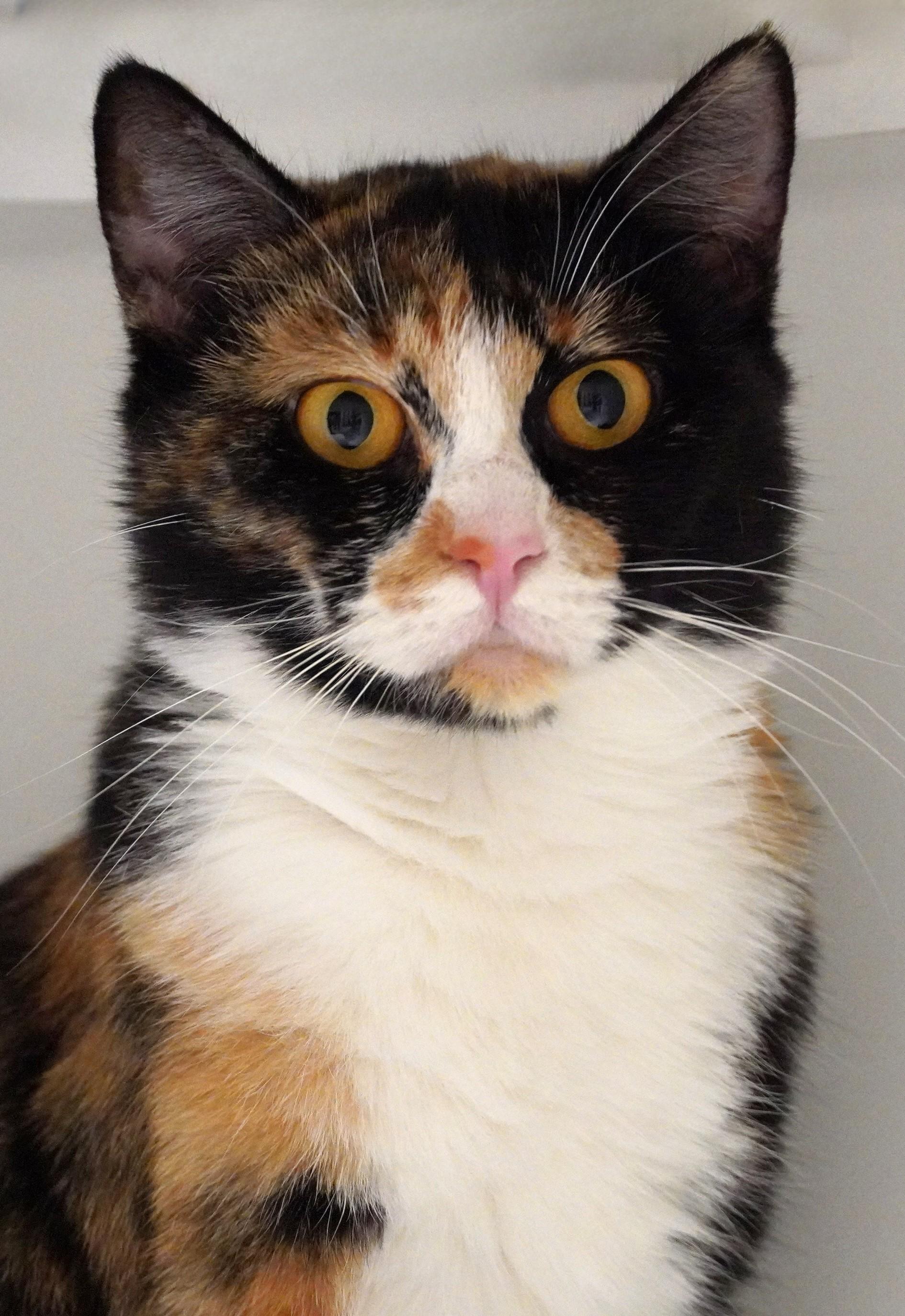 Mari, a Adoptable mixed breed in Grants Pass, OR image 2/6