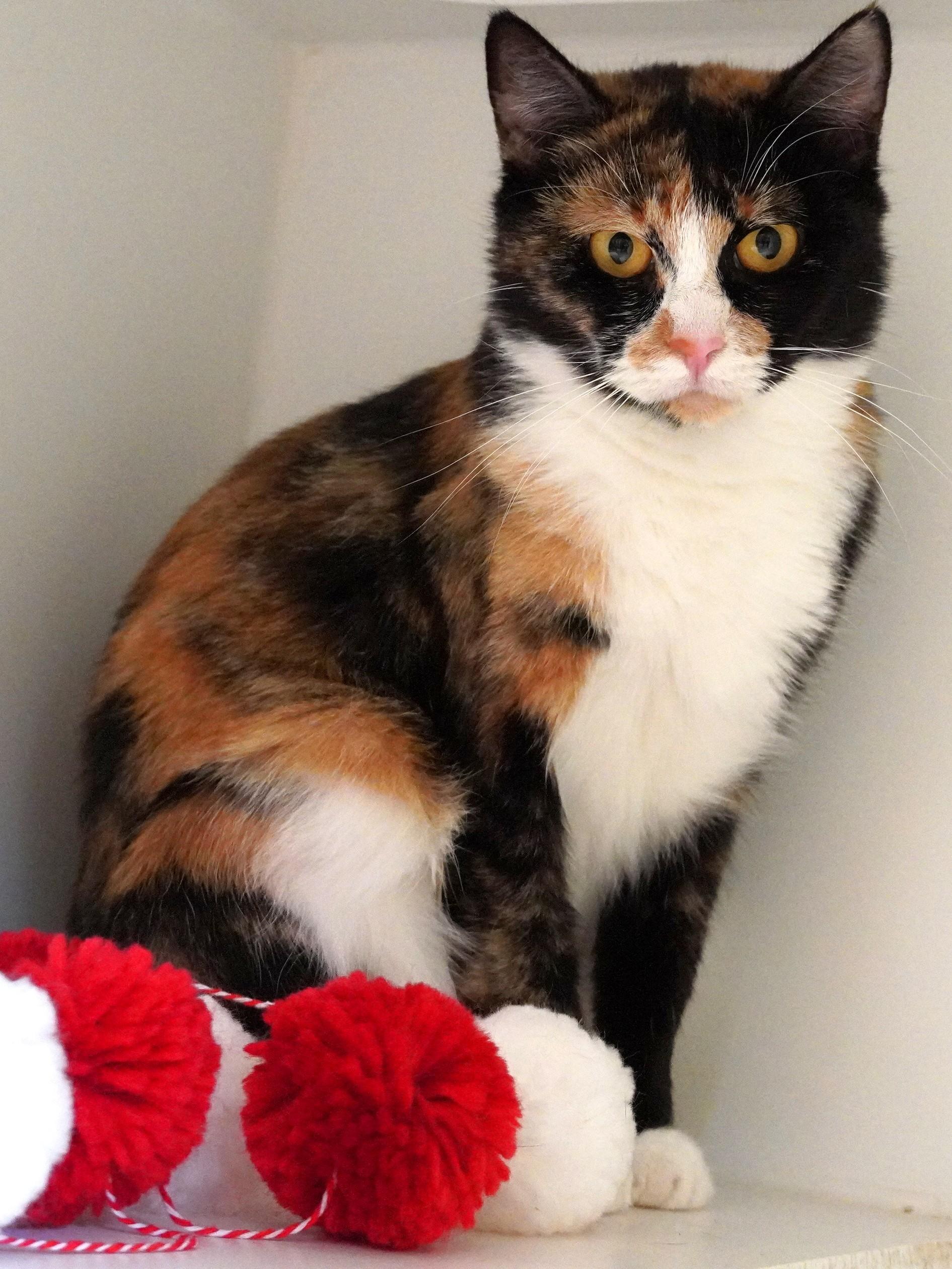 Mari, a Adoptable mixed breed in Grants Pass, OR image 3/6