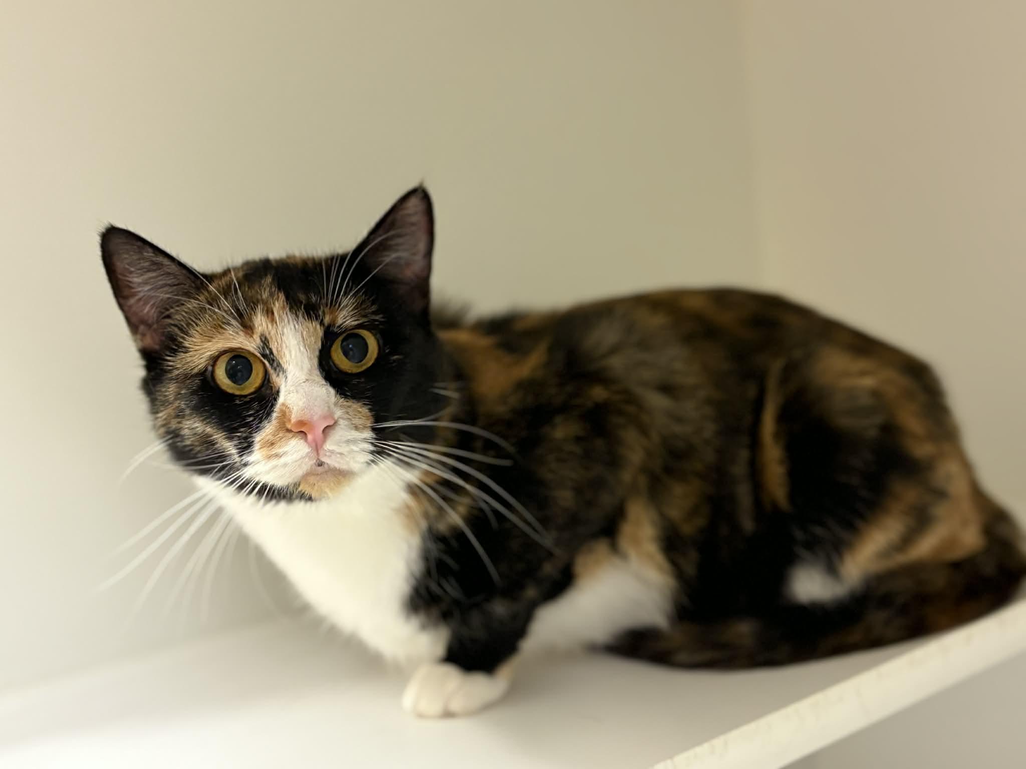 Mari, a Adoptable mixed breed in Grants Pass, OR image 4/6