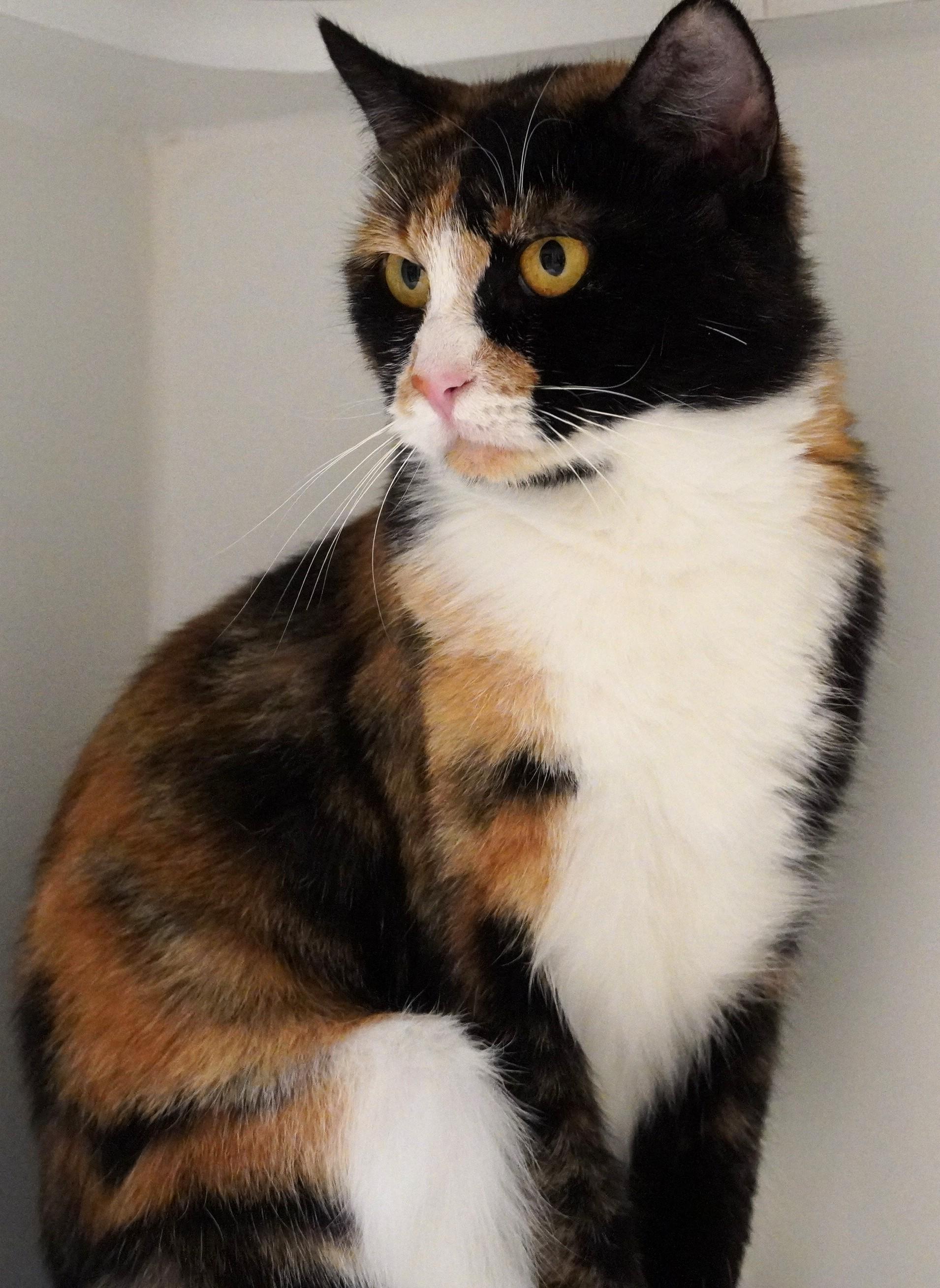 Mari, a Adoptable mixed breed in Grants Pass, OR image 5/6