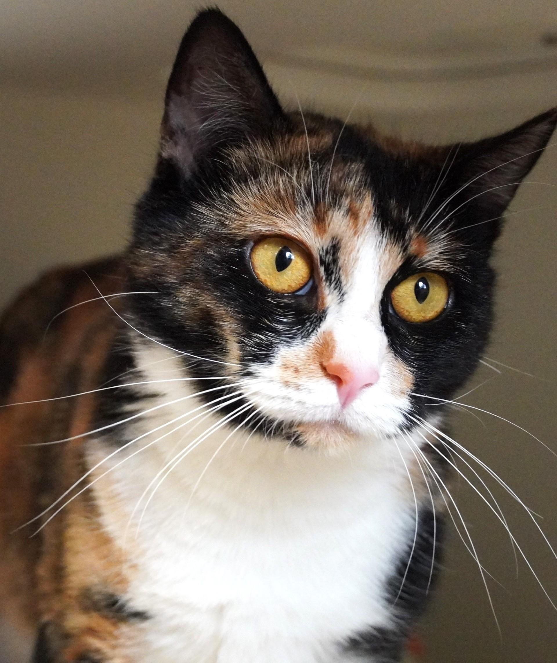 Mari, a Adoptable mixed breed in Grants Pass, OR image 1/6