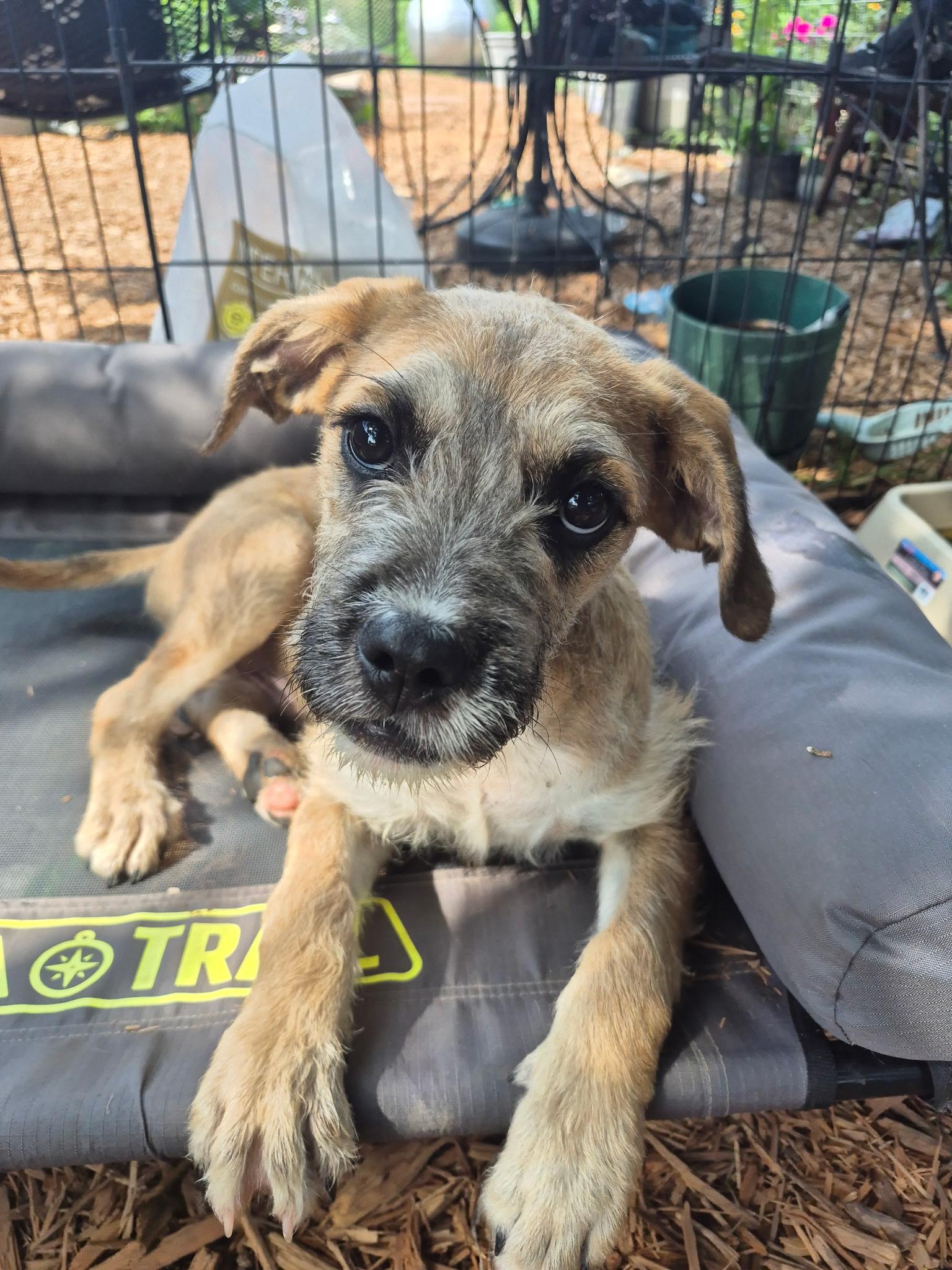 Peter, a ADOPTABLE mixed breed in Byron, IL image 1/5