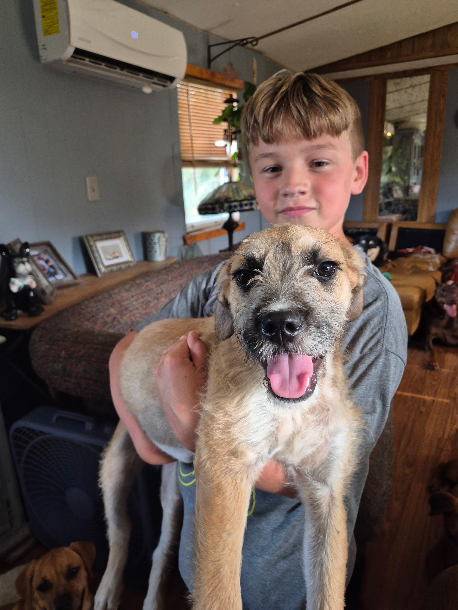 Peter, a ADOPTABLE mixed breed in Byron, IL image 4/5