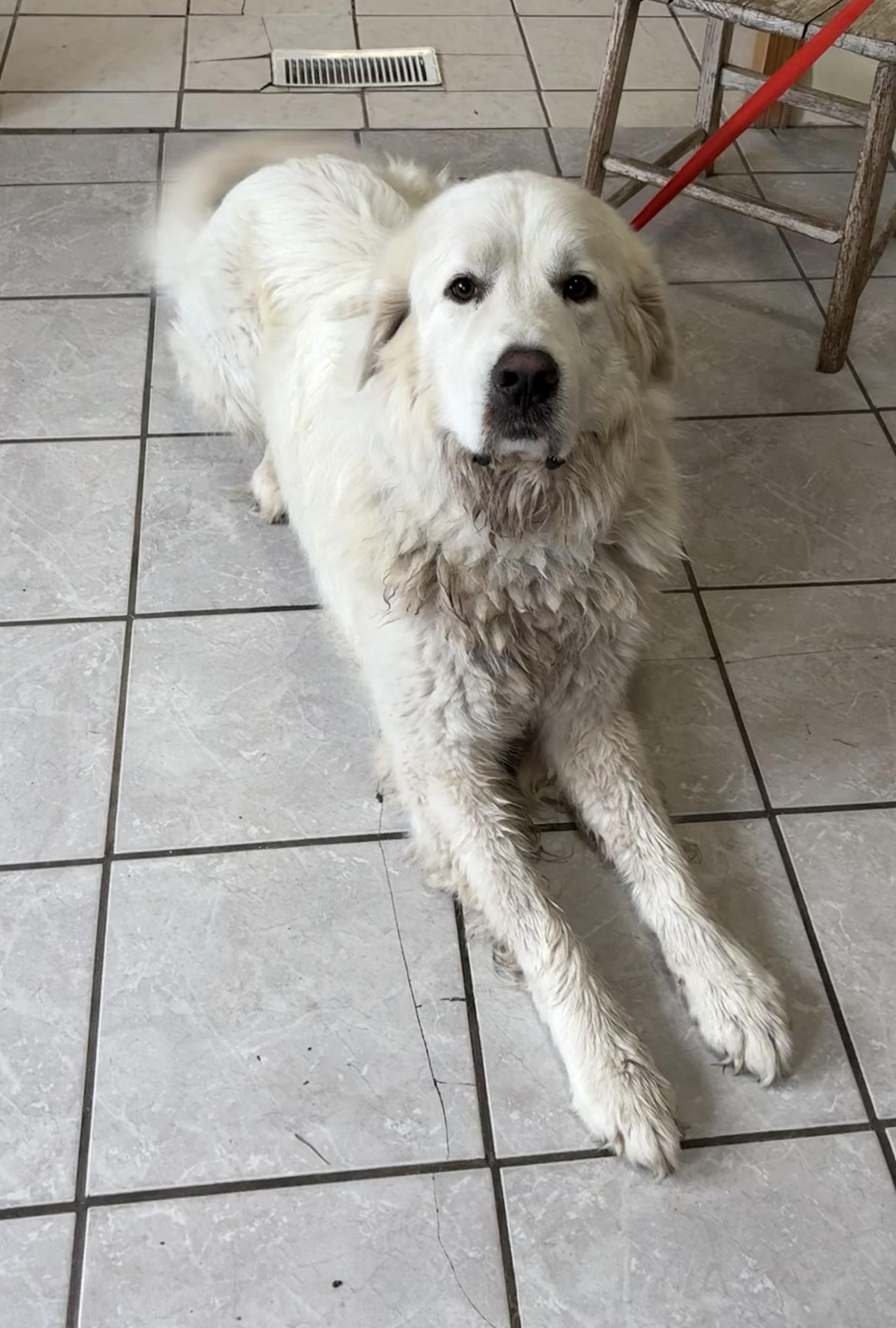 Oso, an adoptable Great Pyrenees in Grant, NE, 69140 | Photo Image 3