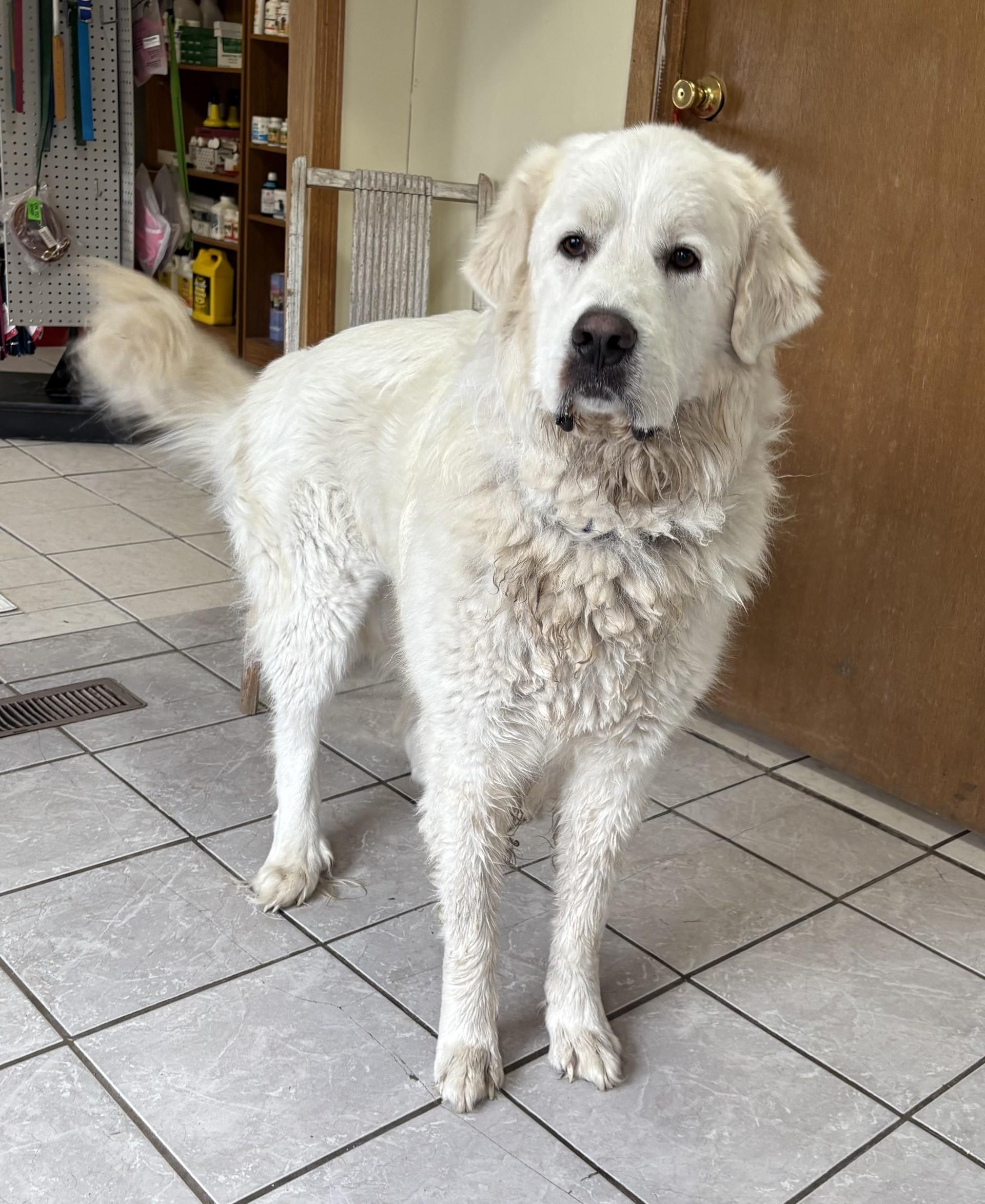 Oso, an adoptable Great Pyrenees in Grant, NE, 69140 | Photo Image 2