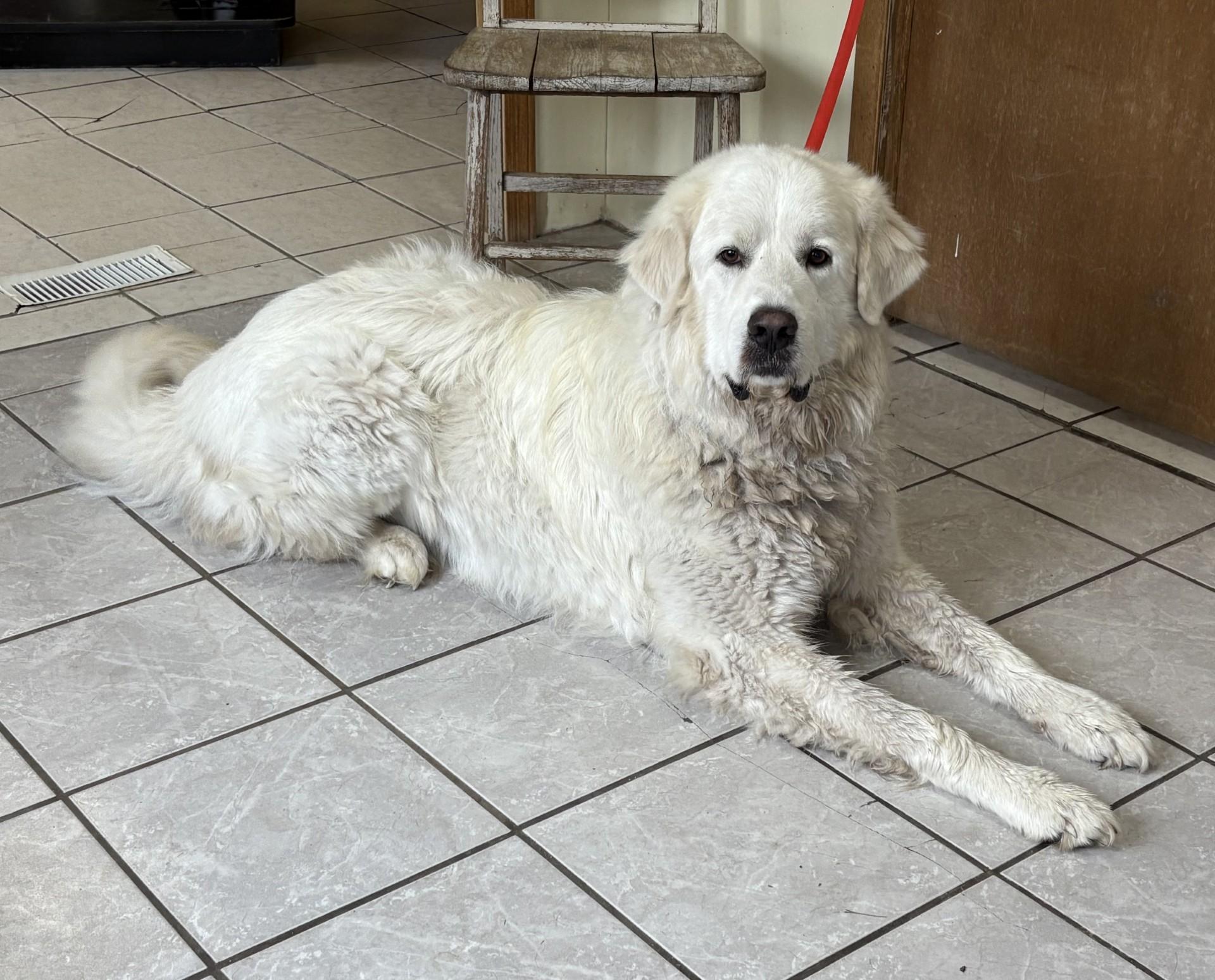 Oso, an adoptable Great Pyrenees in Grant, NE, 69140 | Photo Image 4