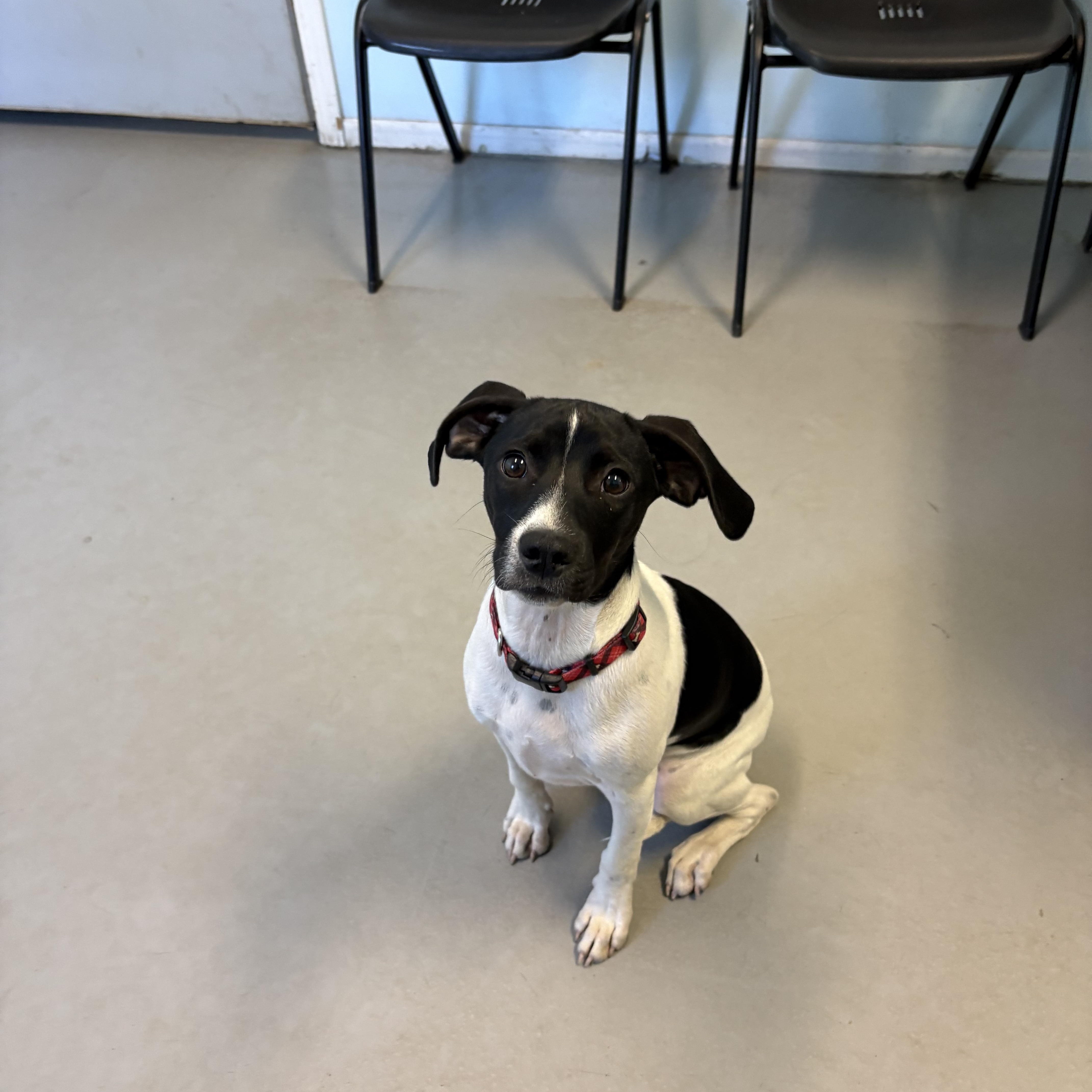 Kingston, Adopted, Puppy Male Mixed Breed.
