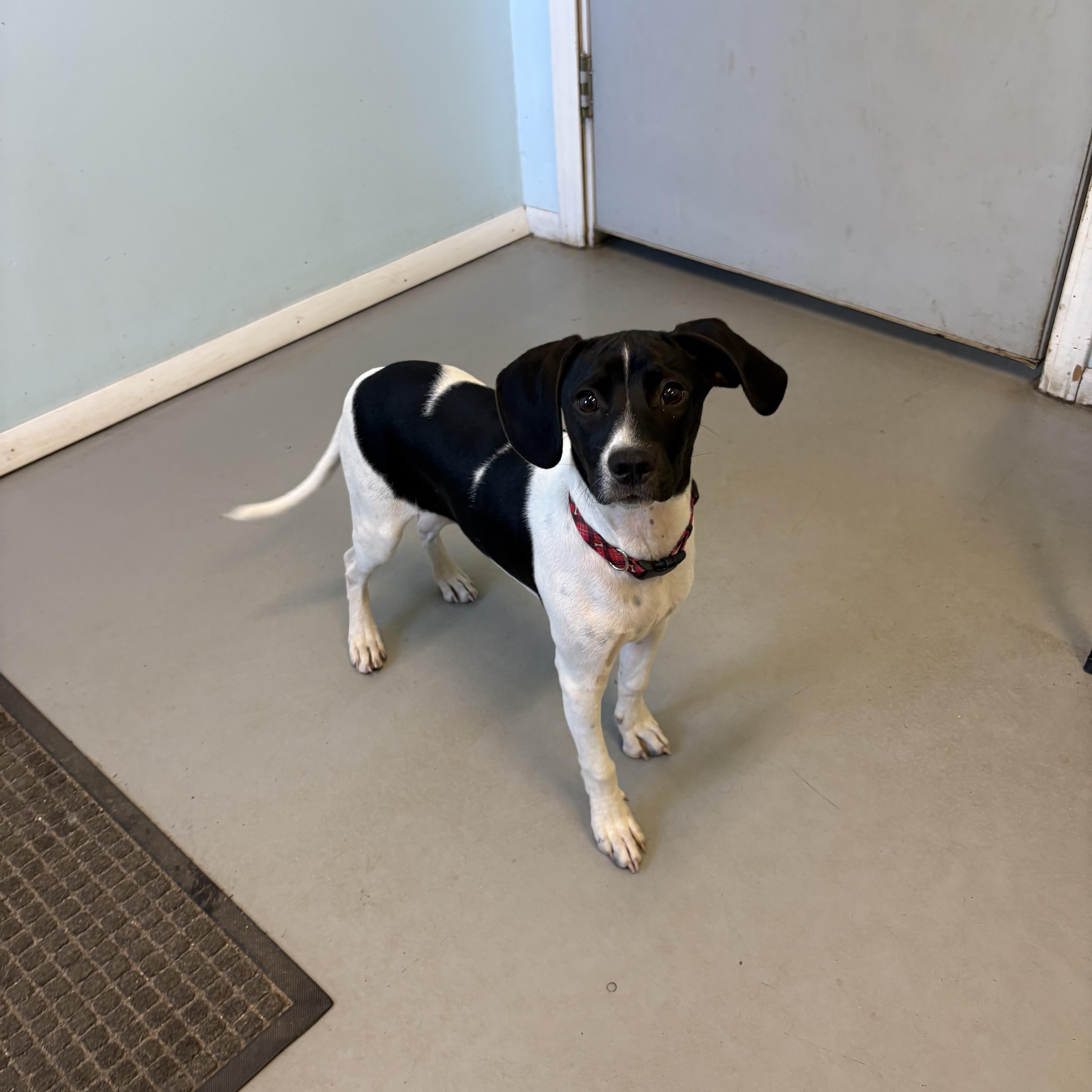 Enlarge Kingston, a Adopted Mixed Breed in Big Rapids, MI image 2/2
